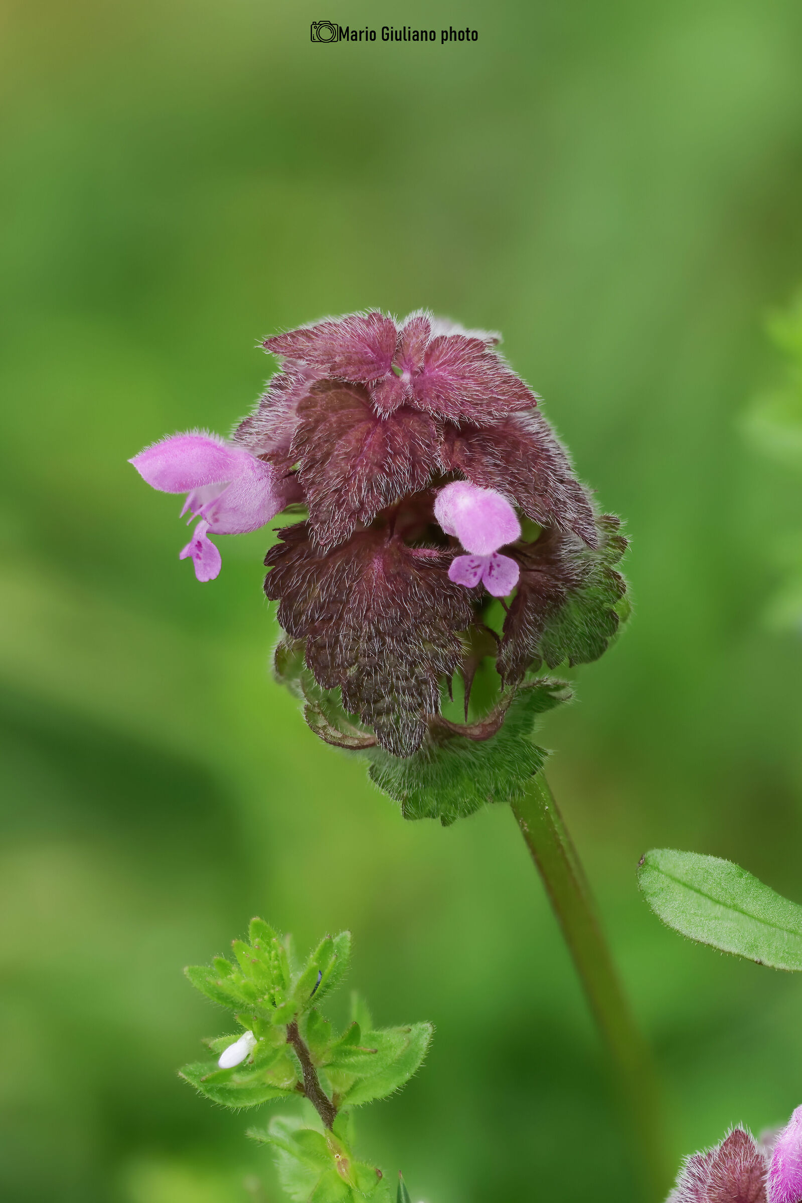 False Nettle (Lamium purpureum)