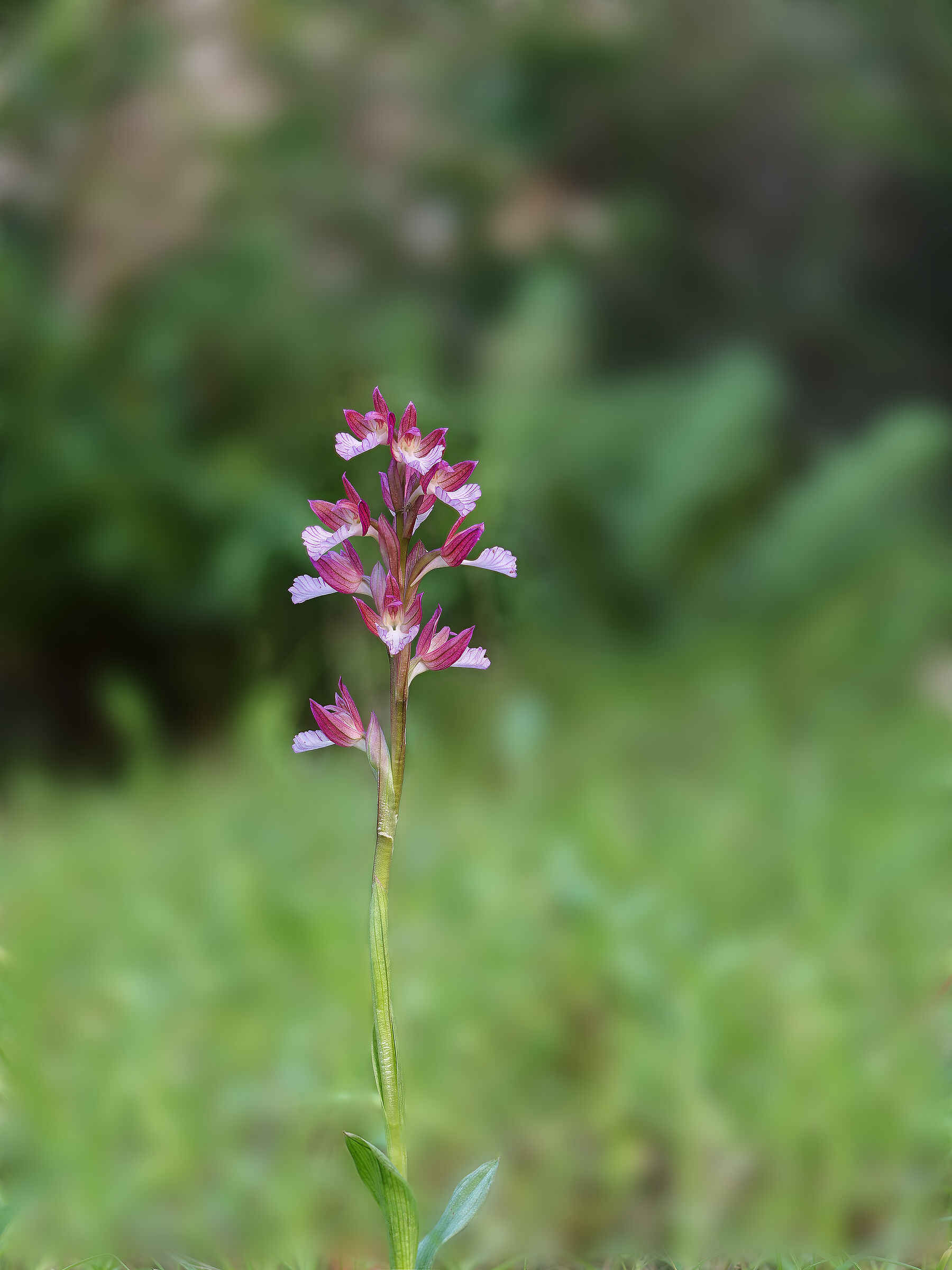 Orchidea farfalla