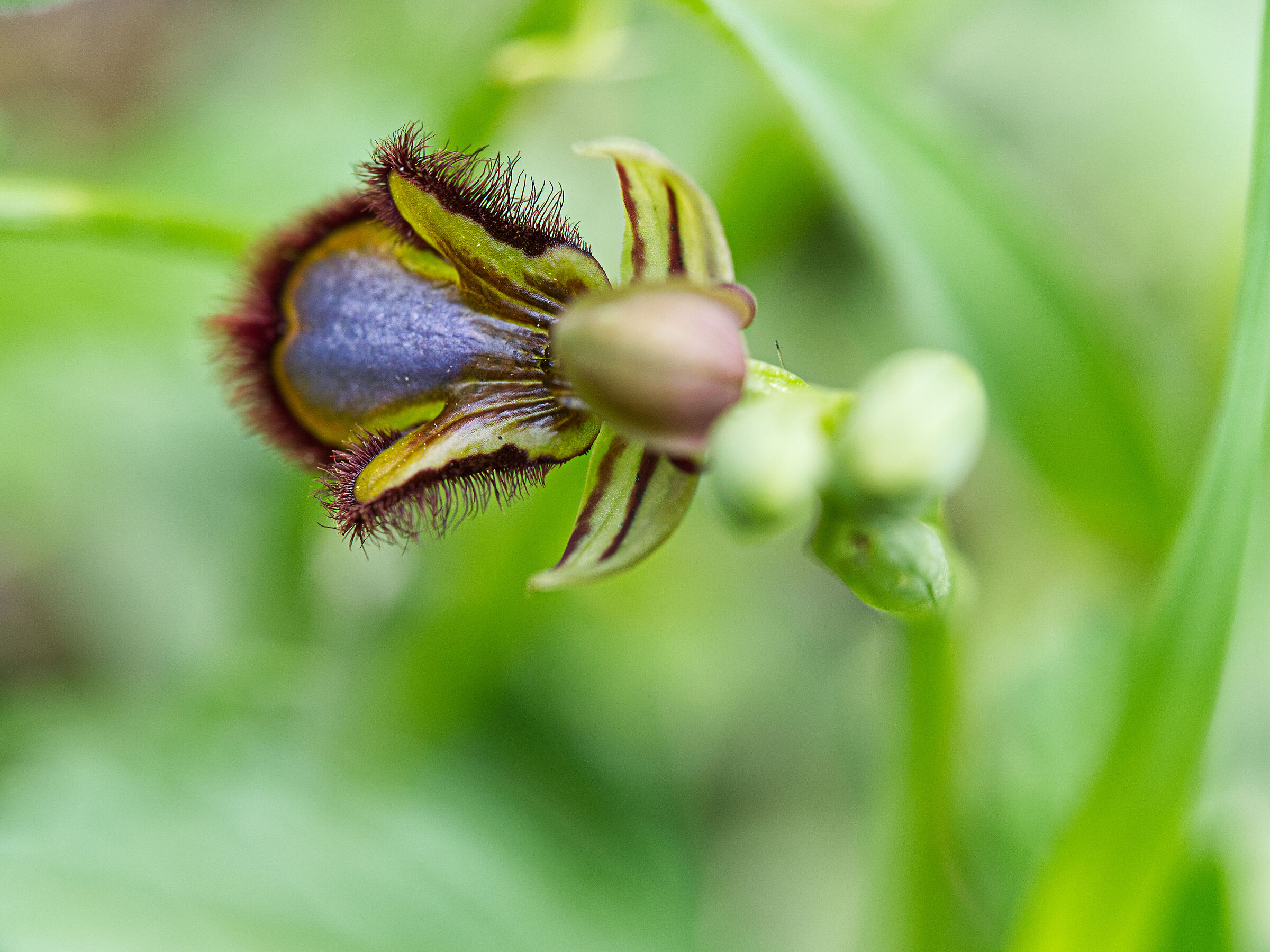 Ophrys speculum