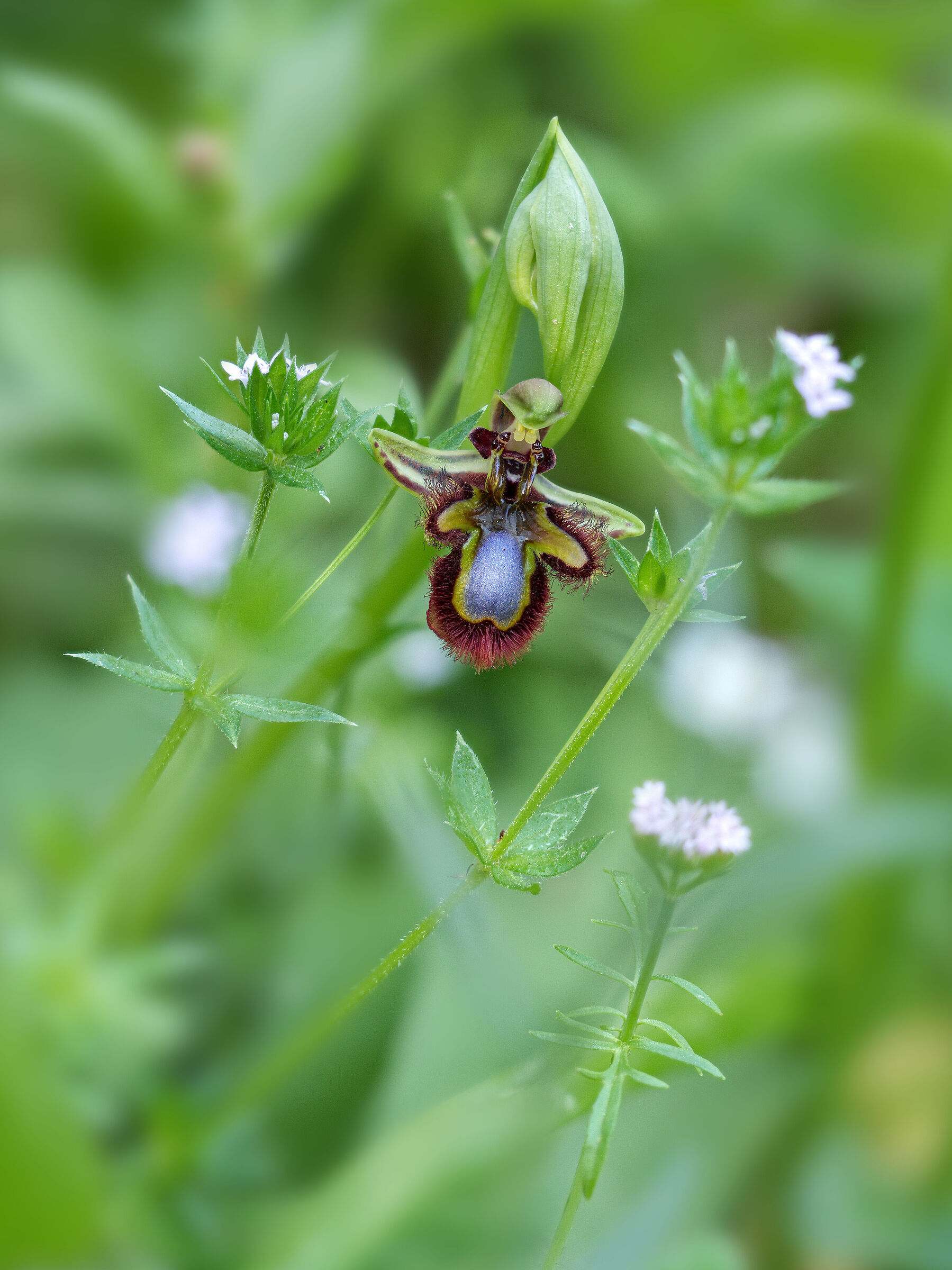 Ophrys speculum