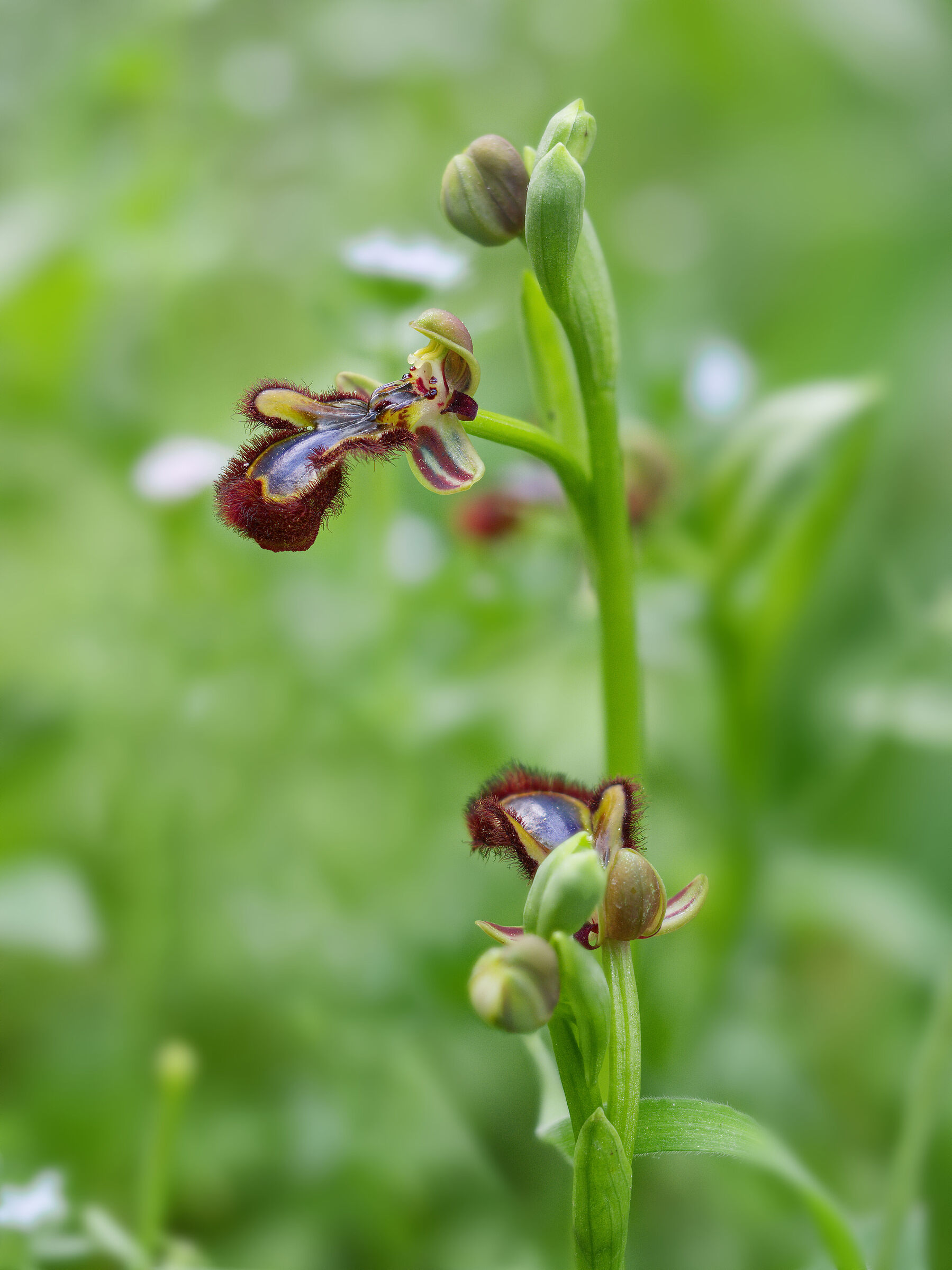 ophrys speculum