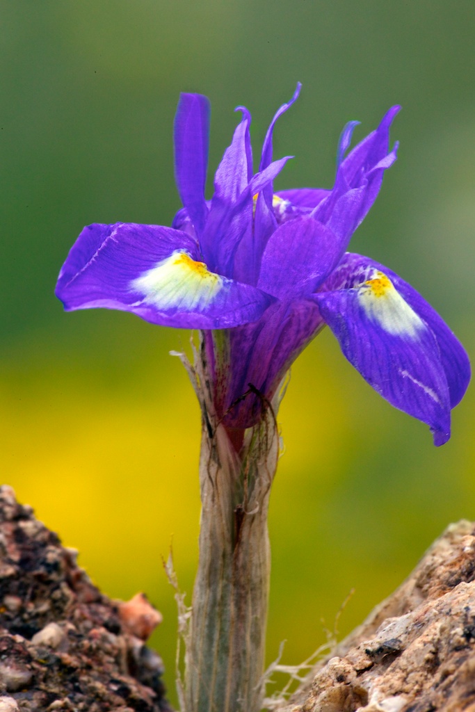 wild iris
