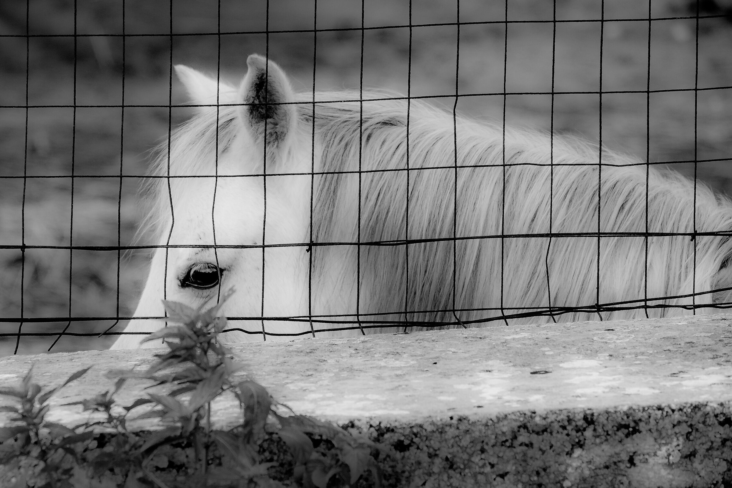 STEALTHY HORSE
