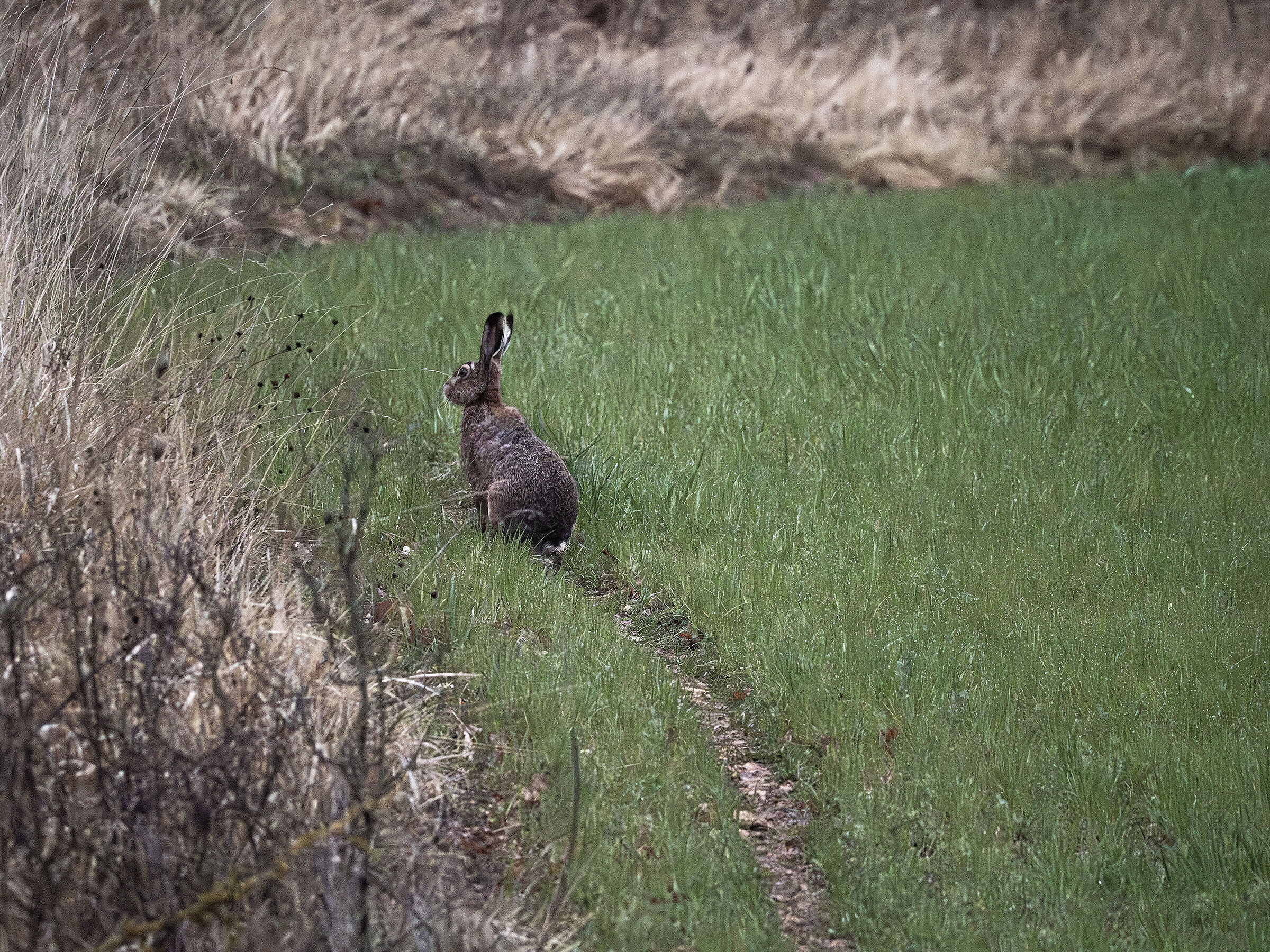 With the hope that the path is safe, I walk it