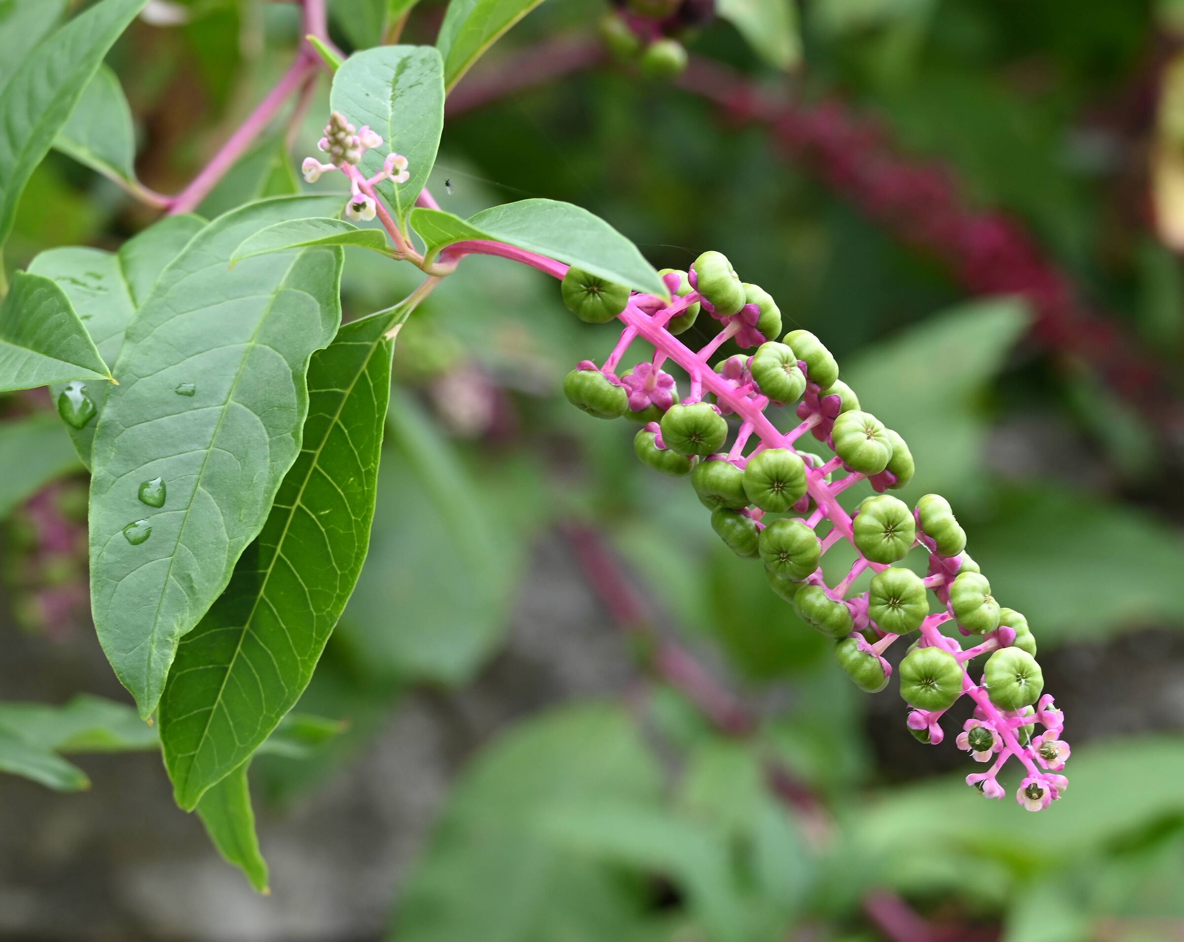 Berries for birds...