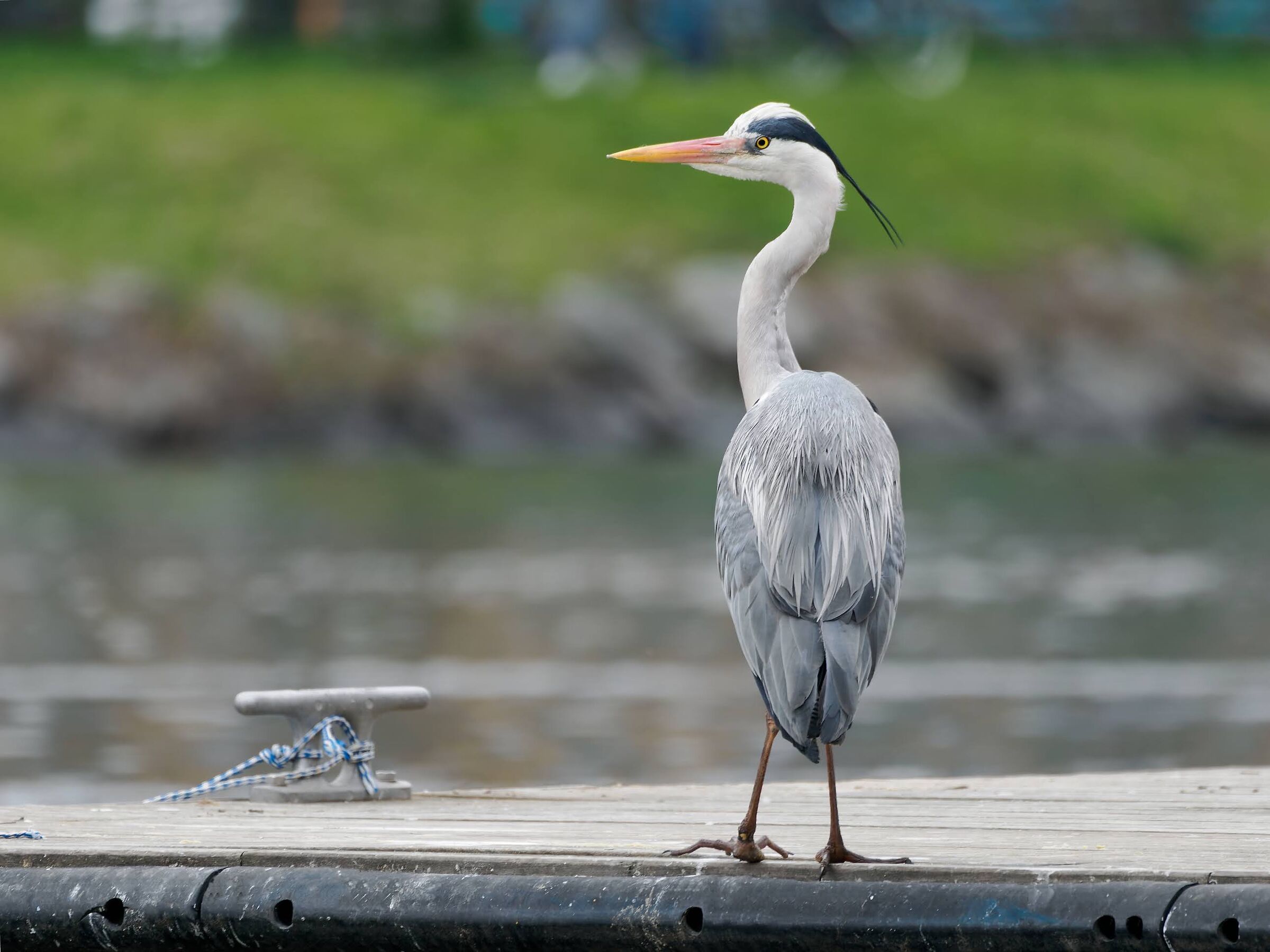 The star. Grey heron.