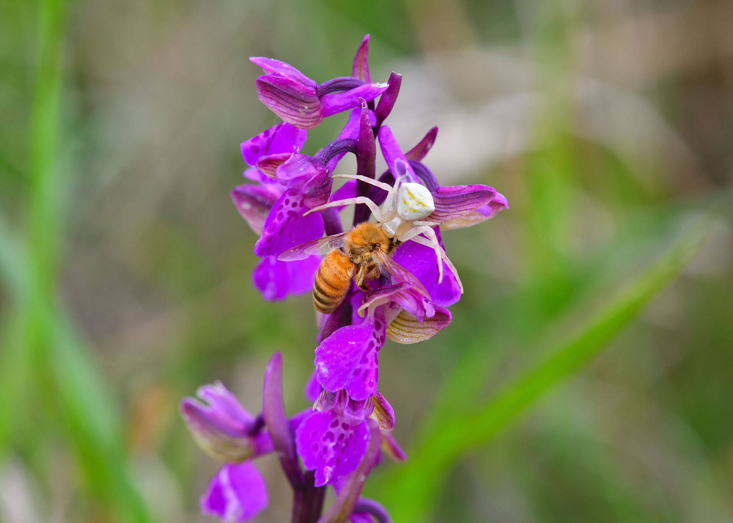 caccia tra le orchidee