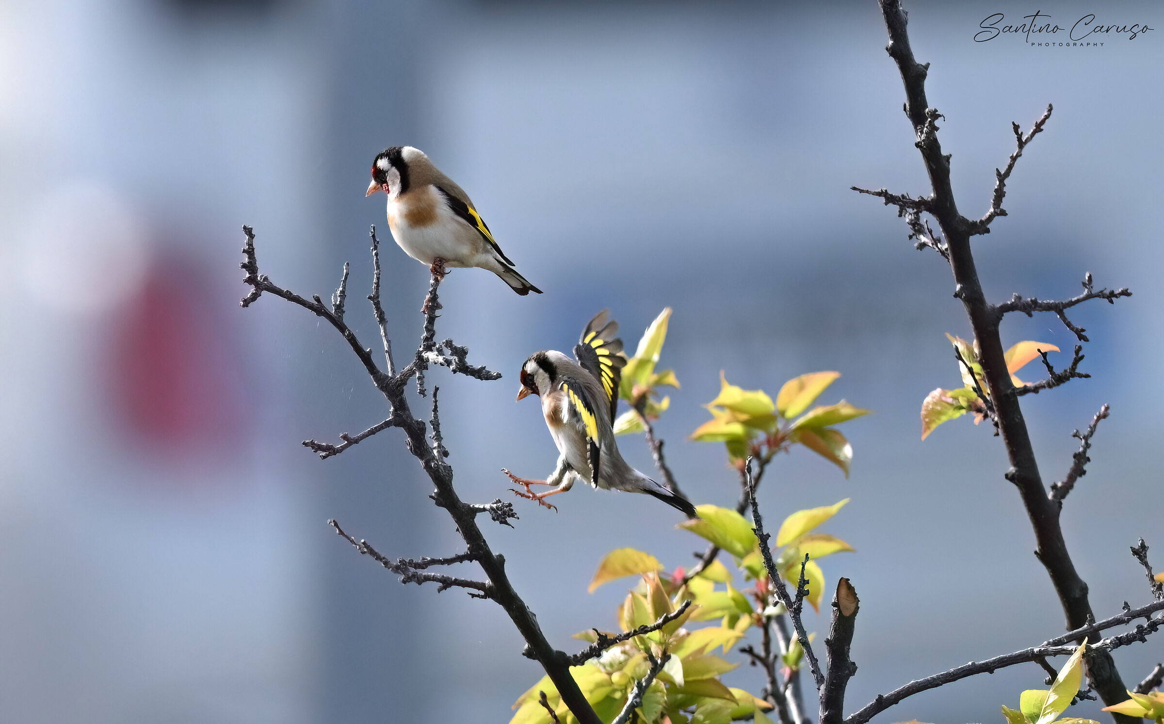 Goldfinch