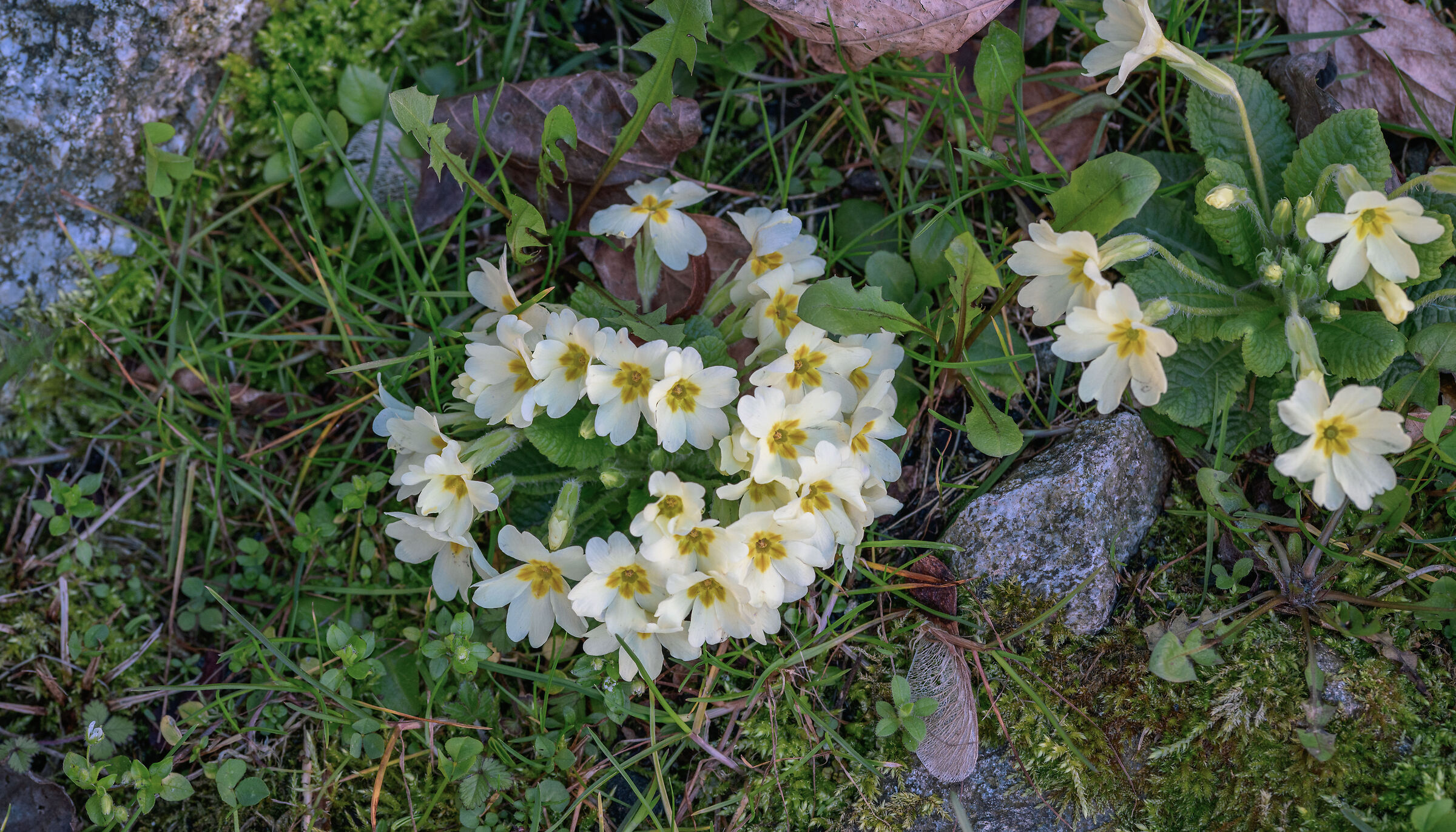 Primroses