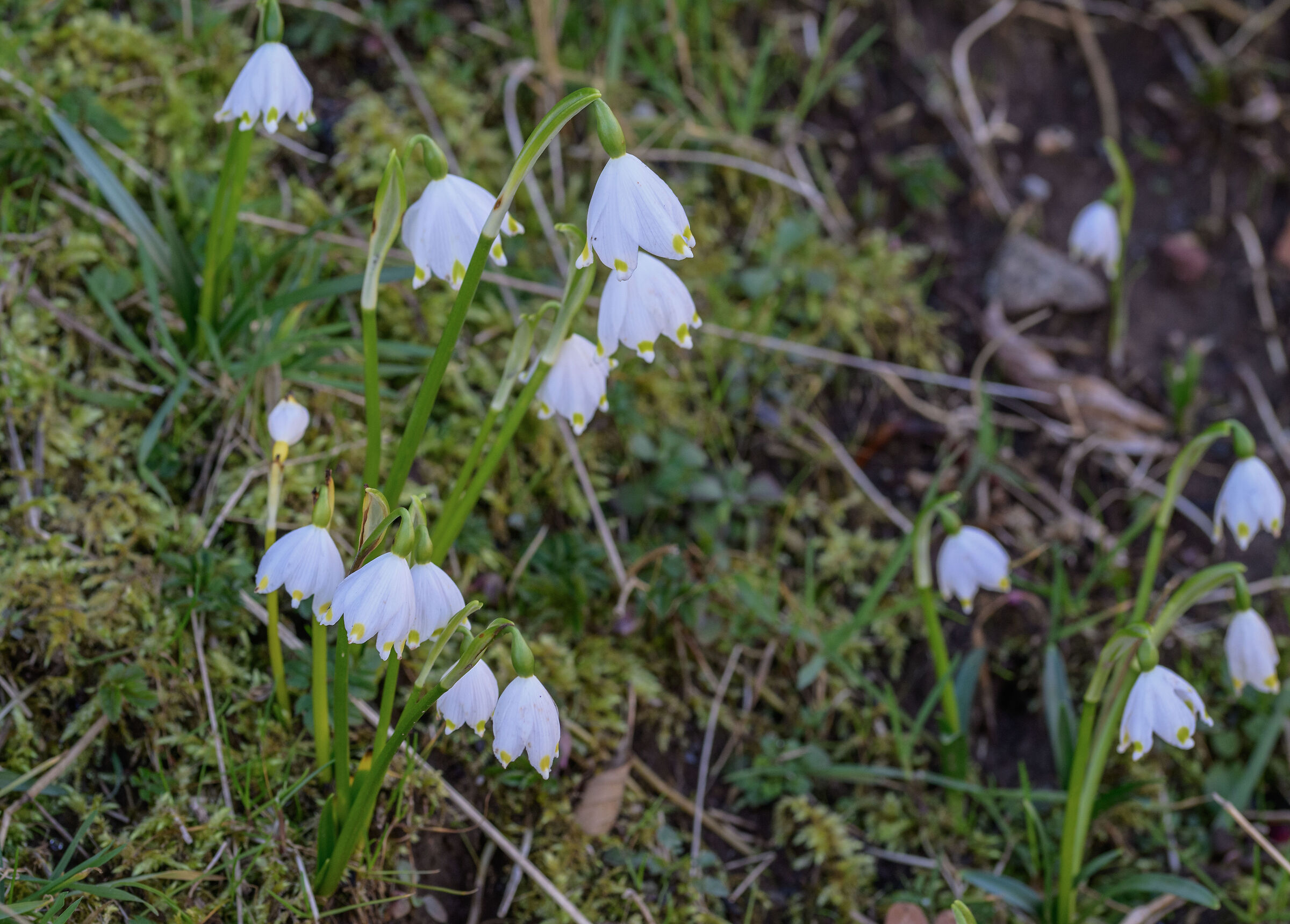 snowdrop