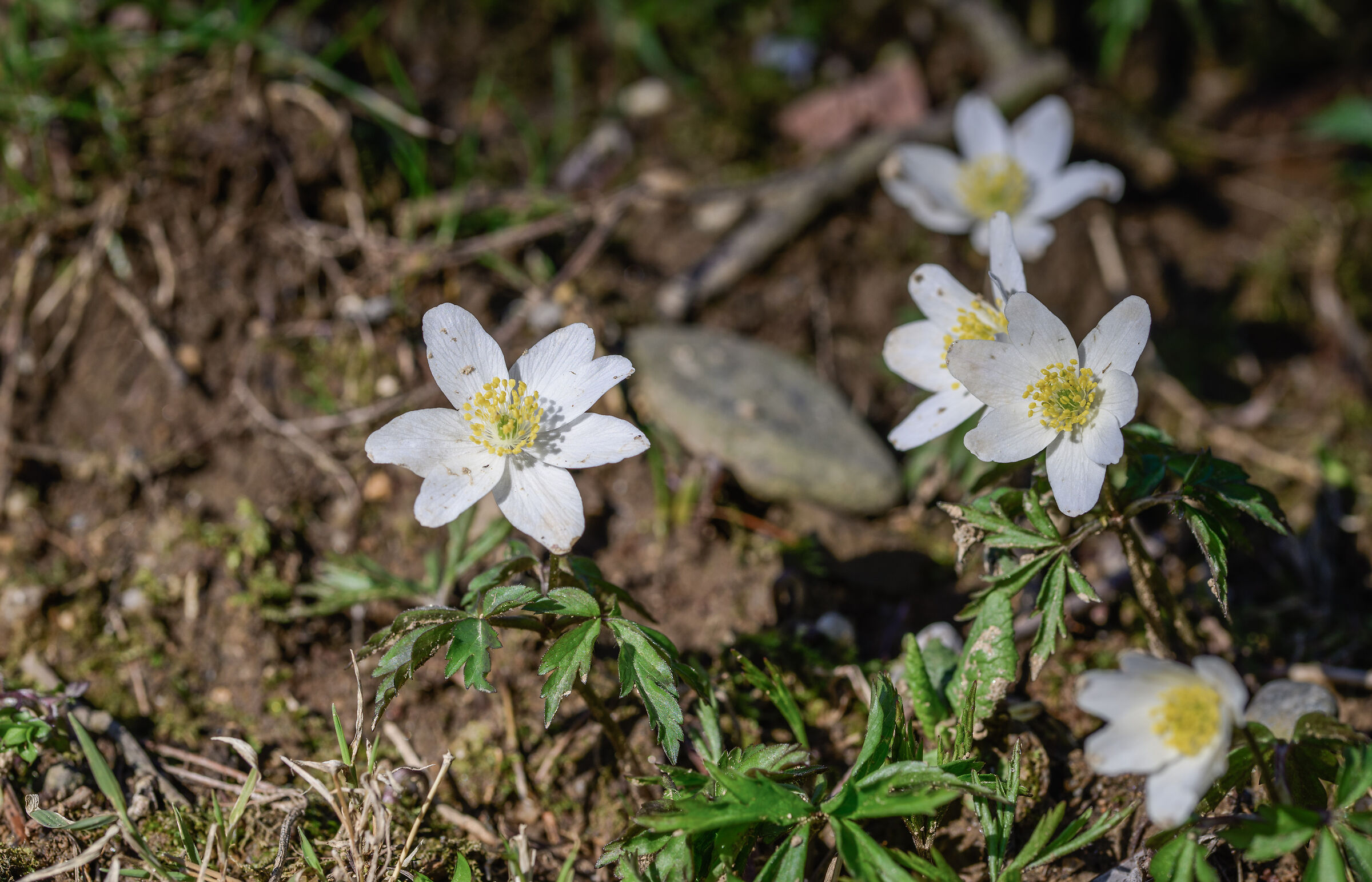 White Anemone