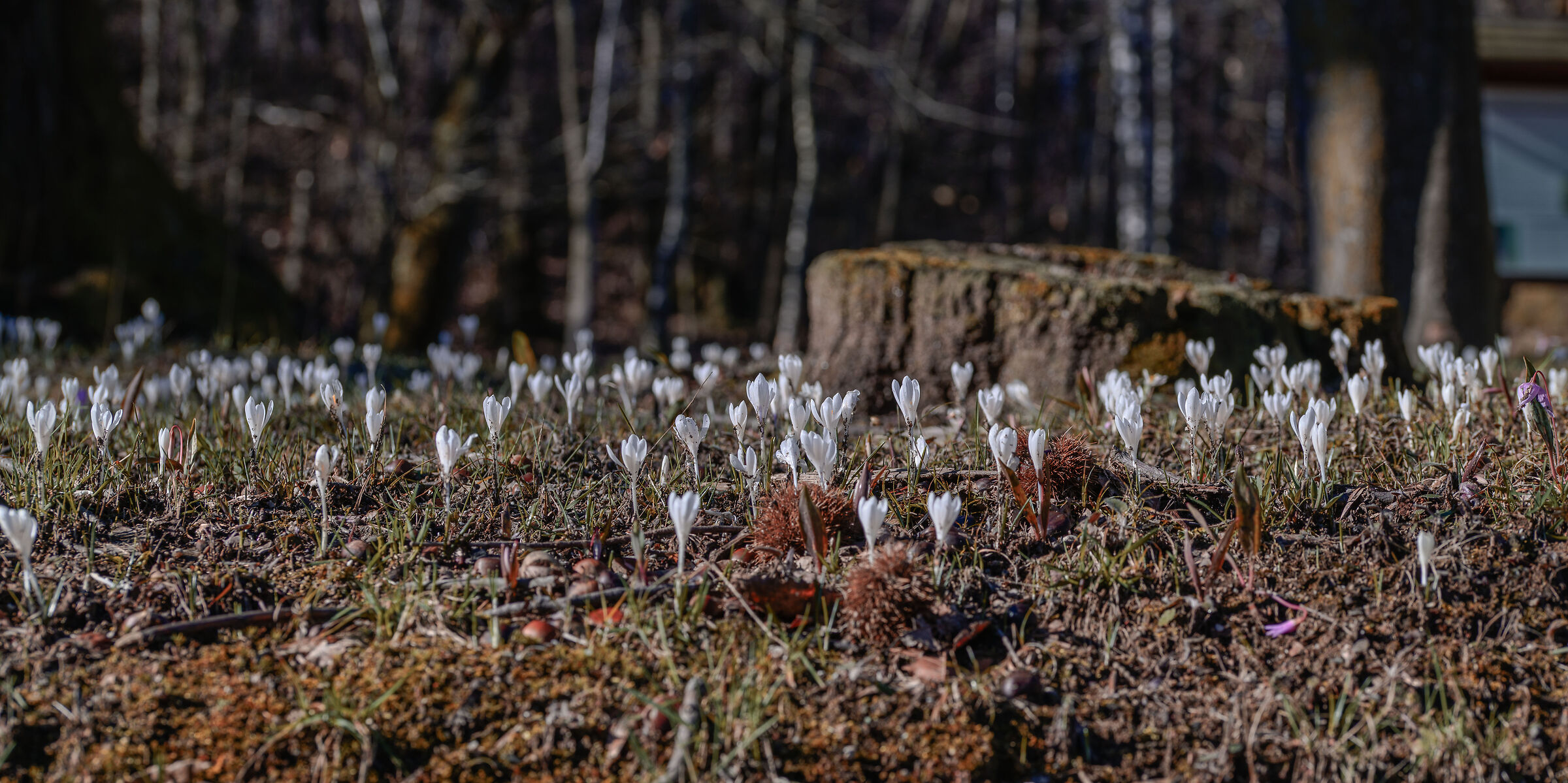 Crocus
