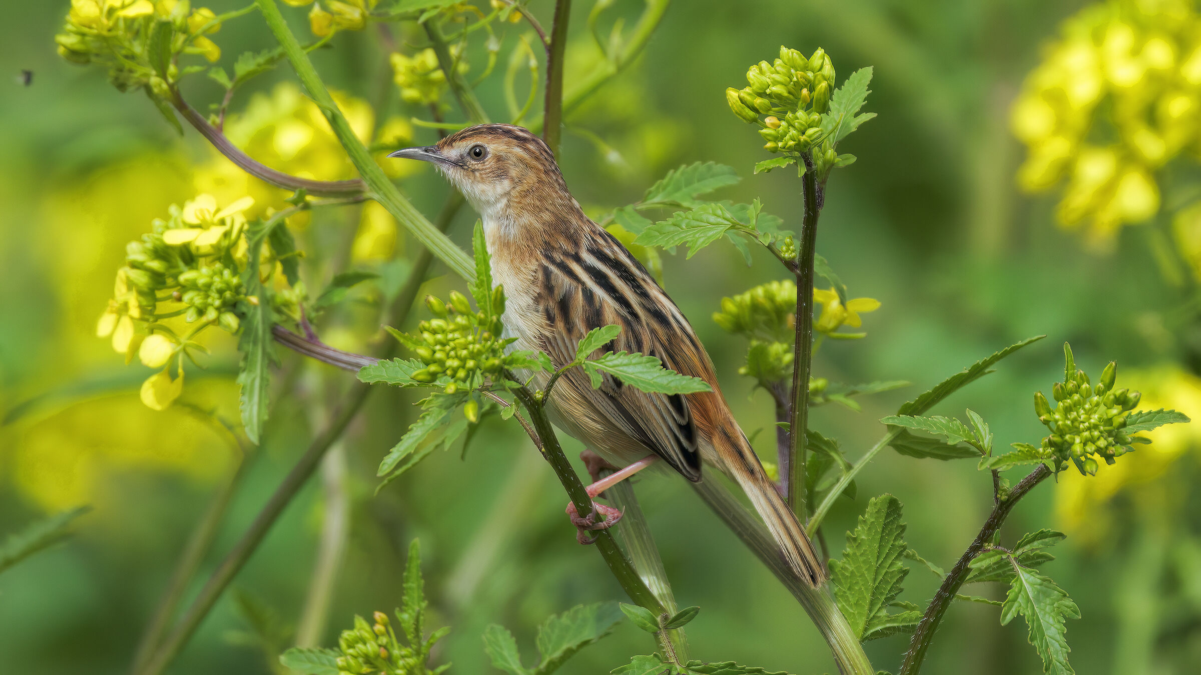 la Colza e il Beccamoschino