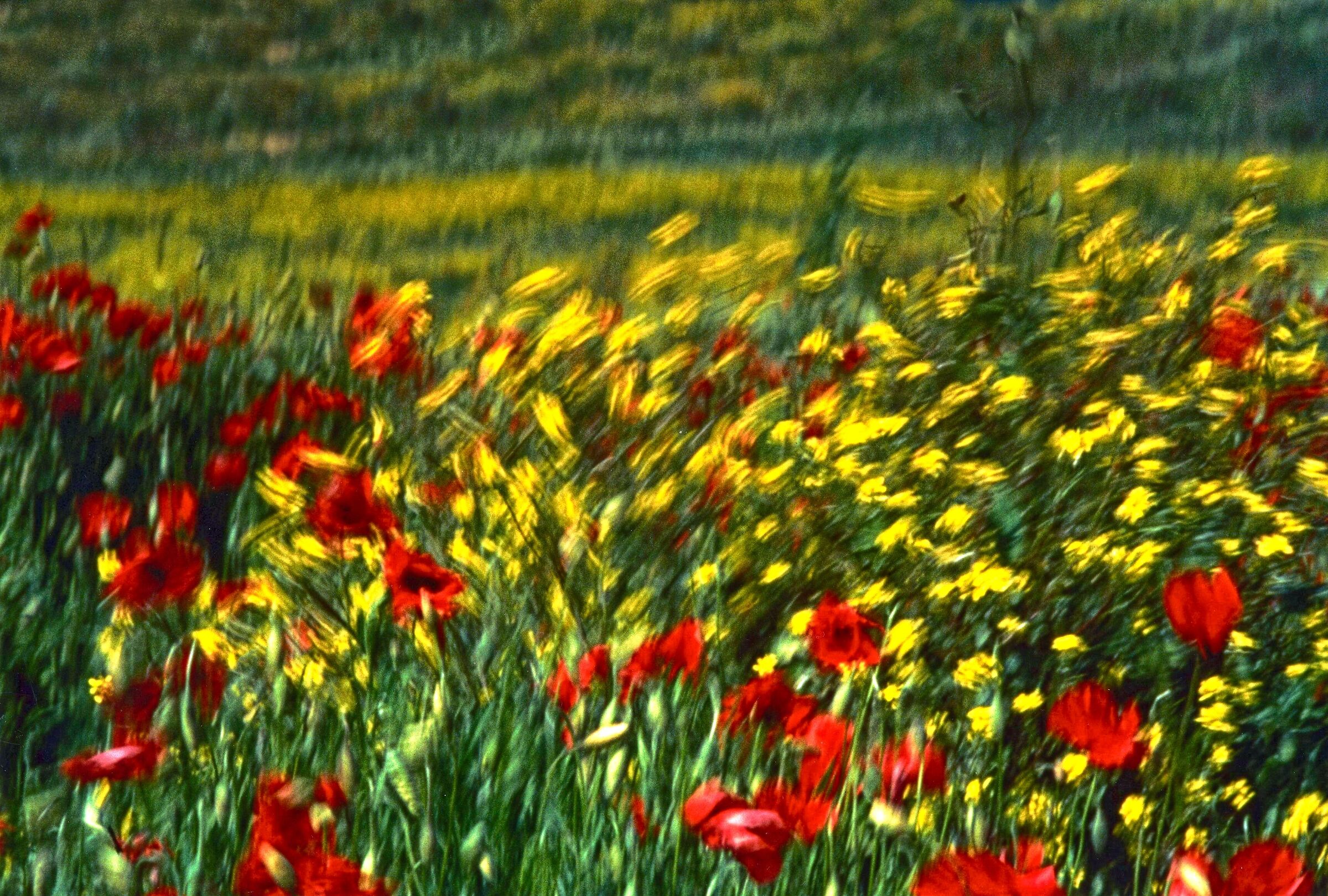 Quando il vento disegna