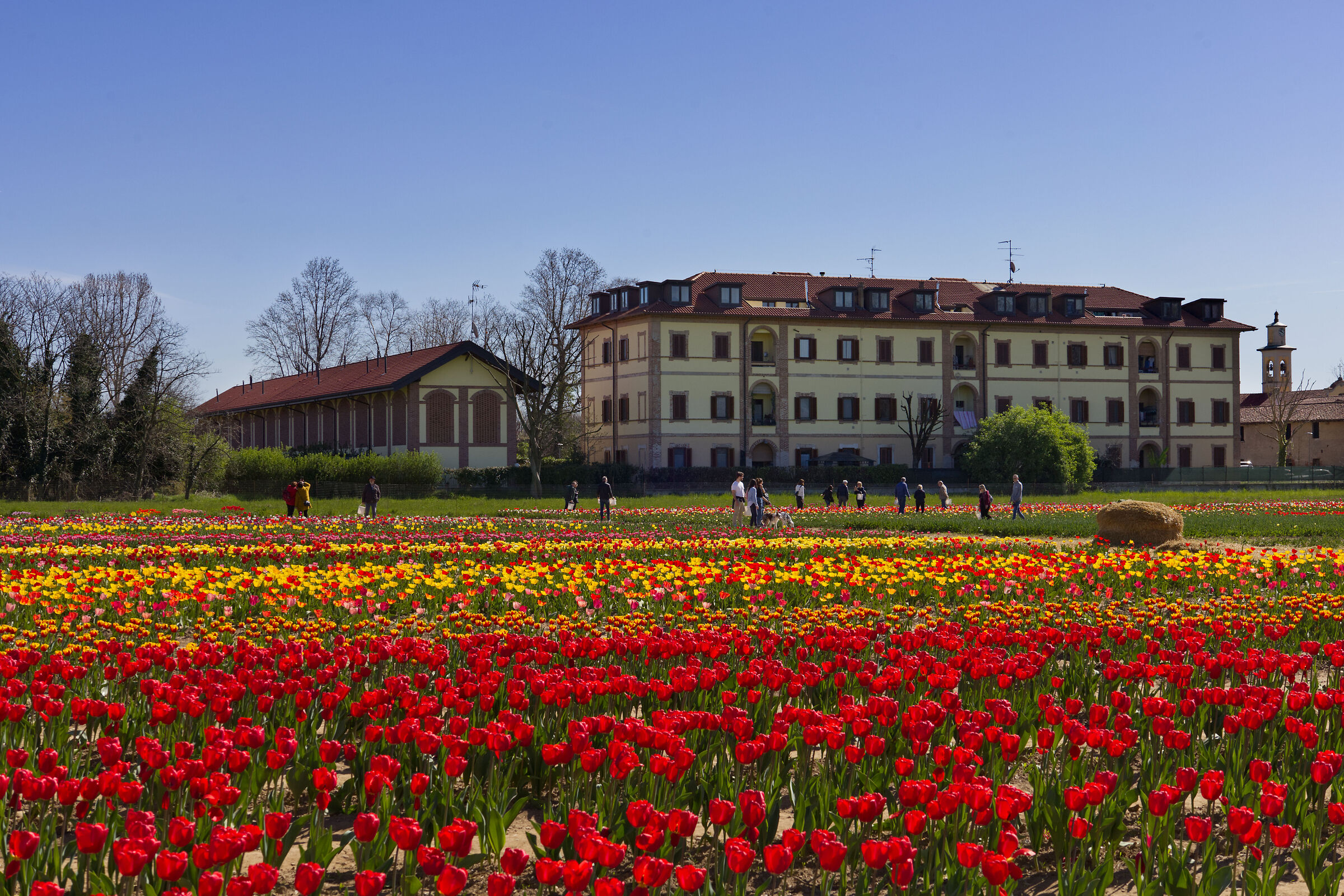 Il campo dei tulipani
