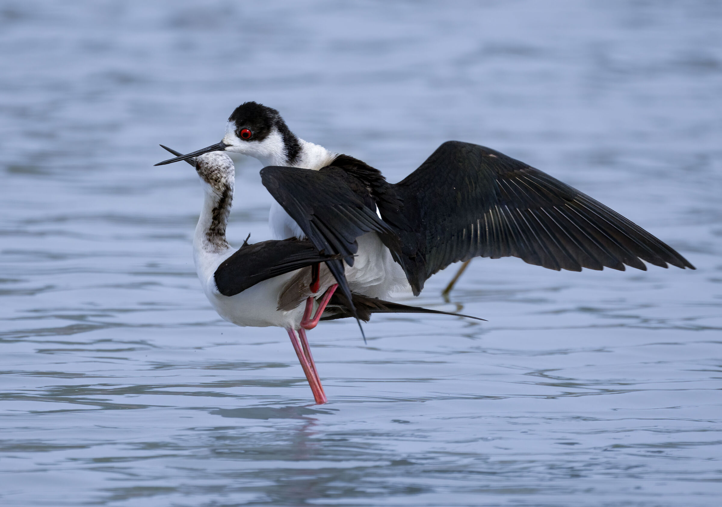 amore ed eleganza tra cavalieri d'Italia