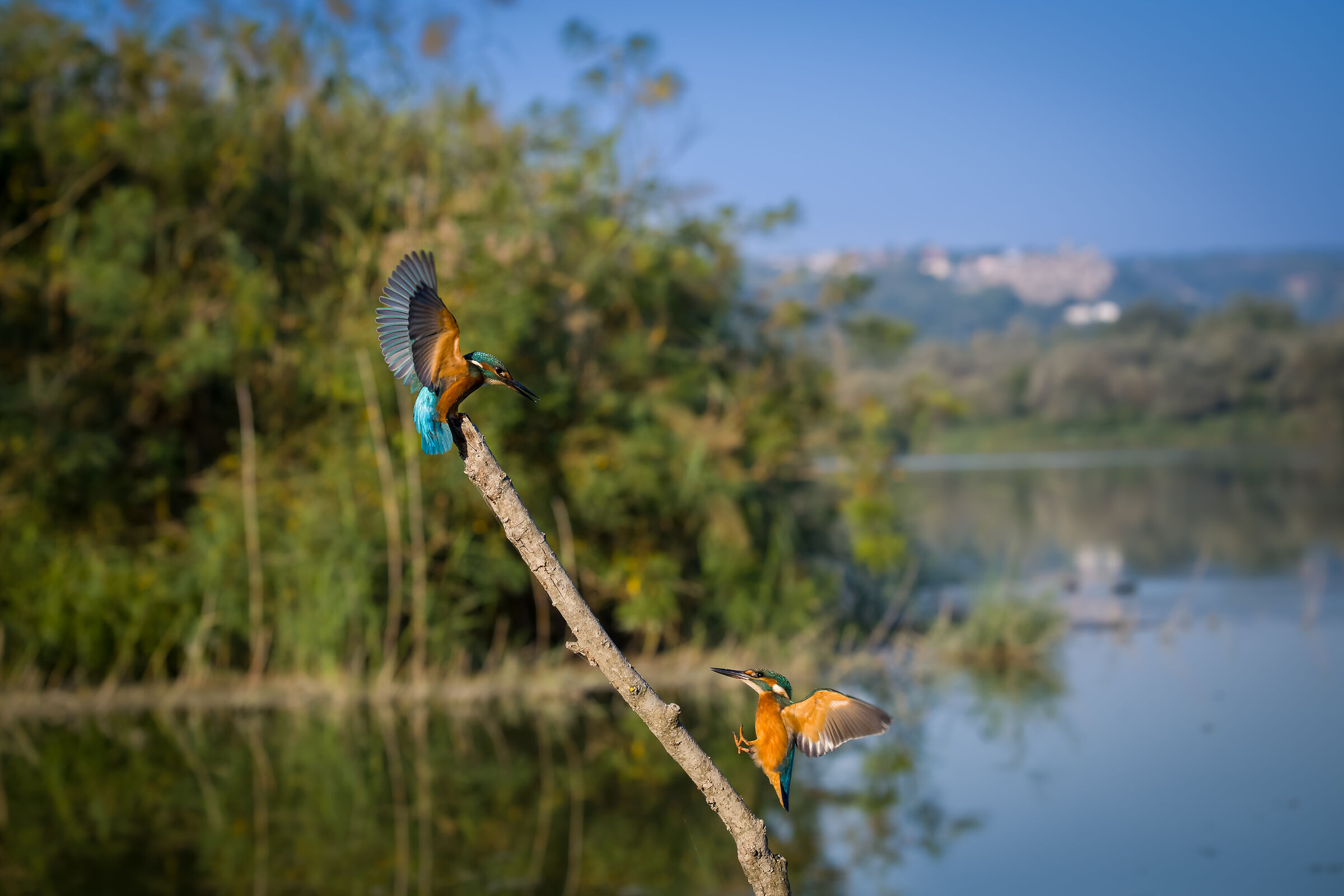 Discussione fra Martin Pescatore