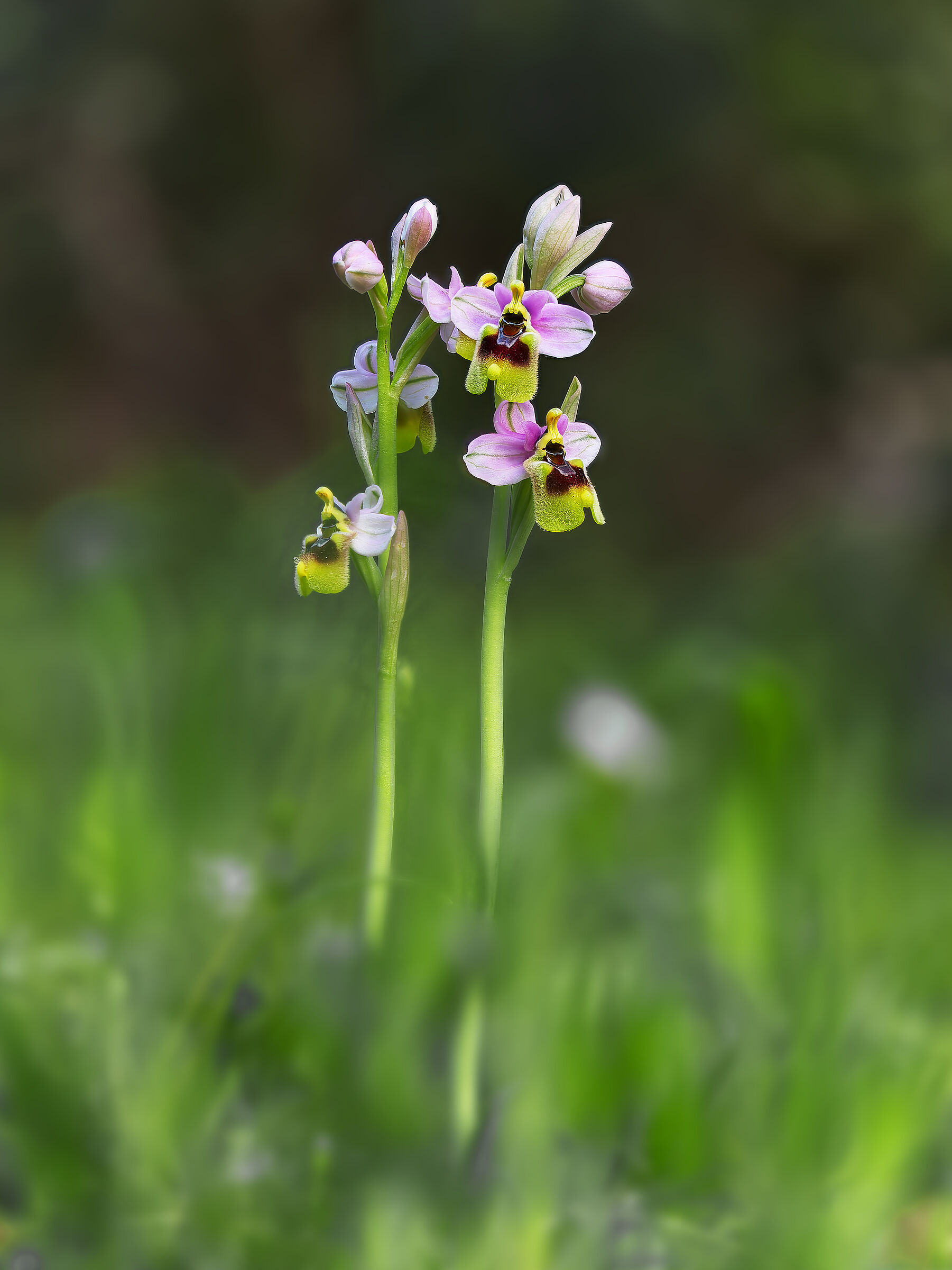 Ophrys neglecta