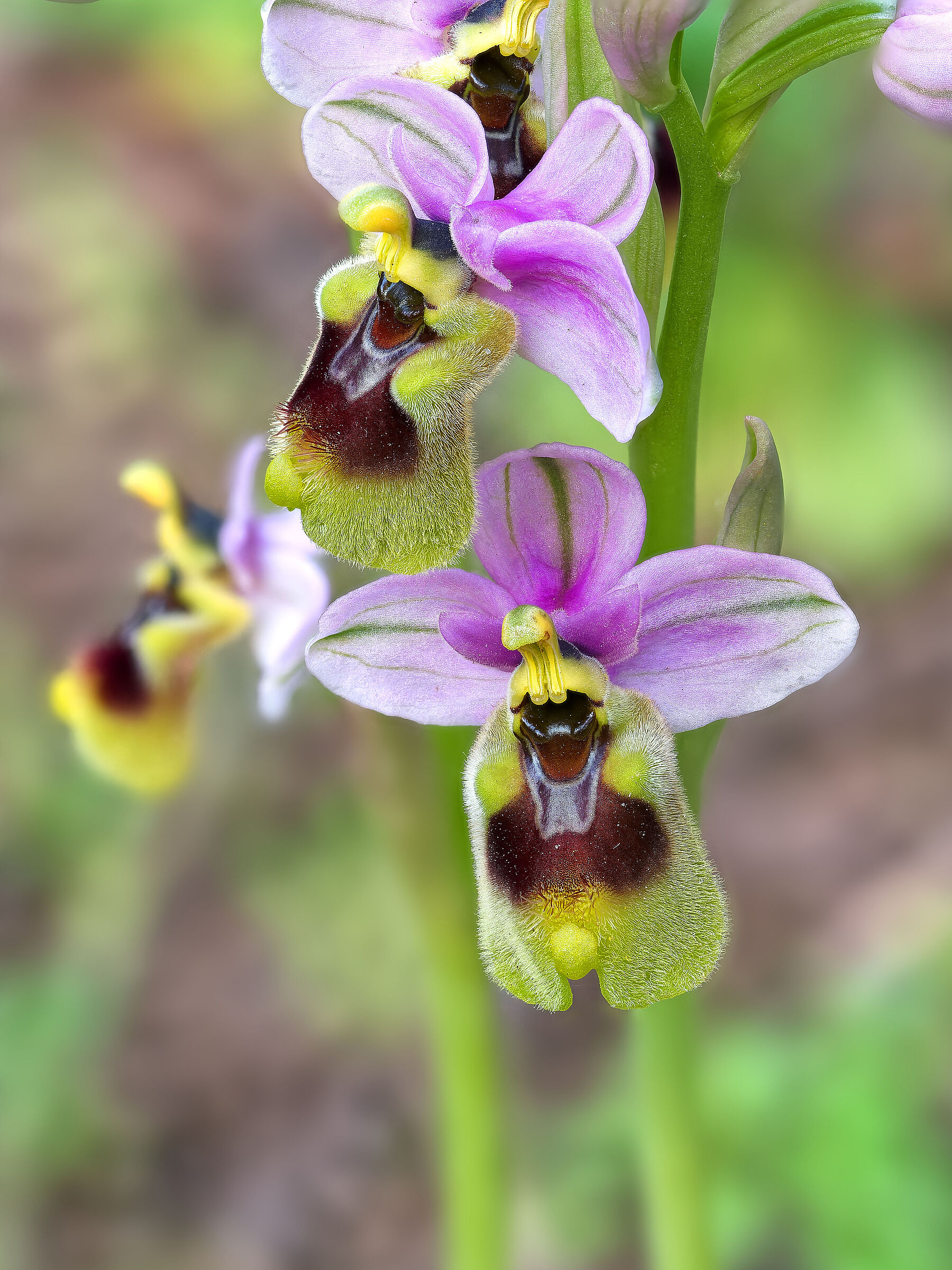 Ophrys neglecta