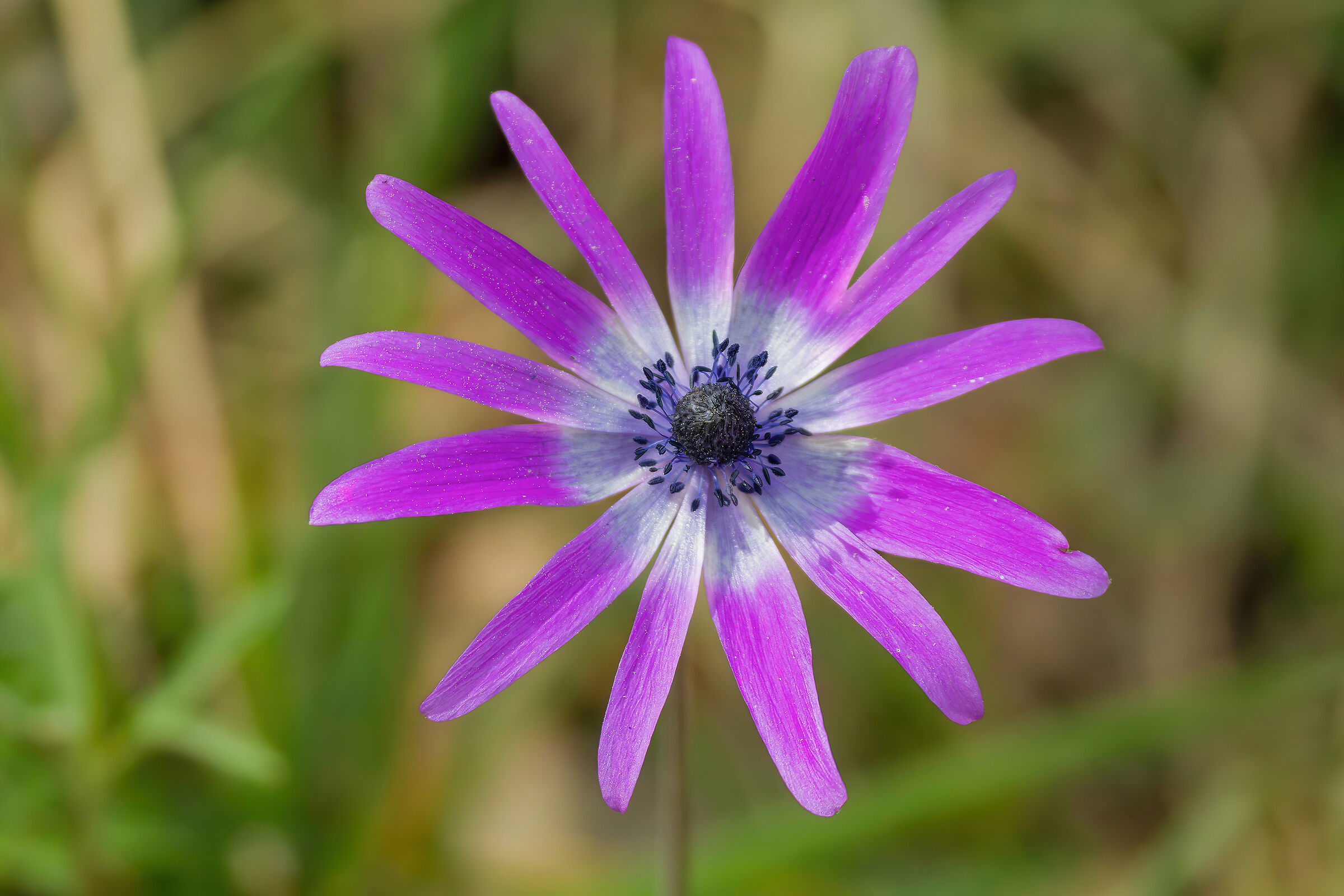 Star anemone