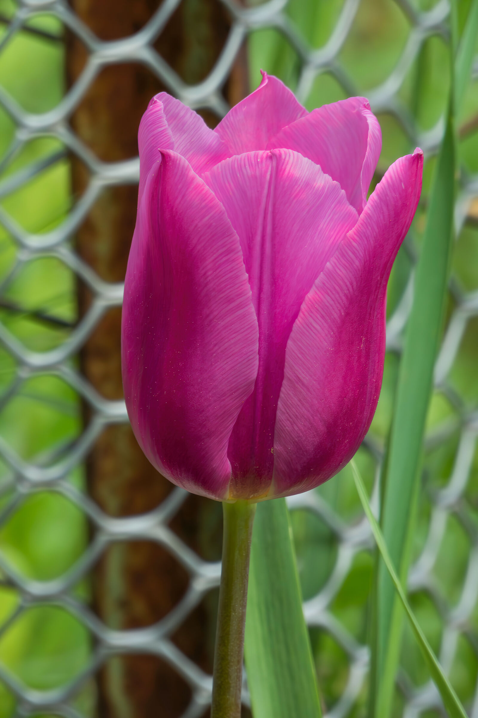 Solitaire Tulip