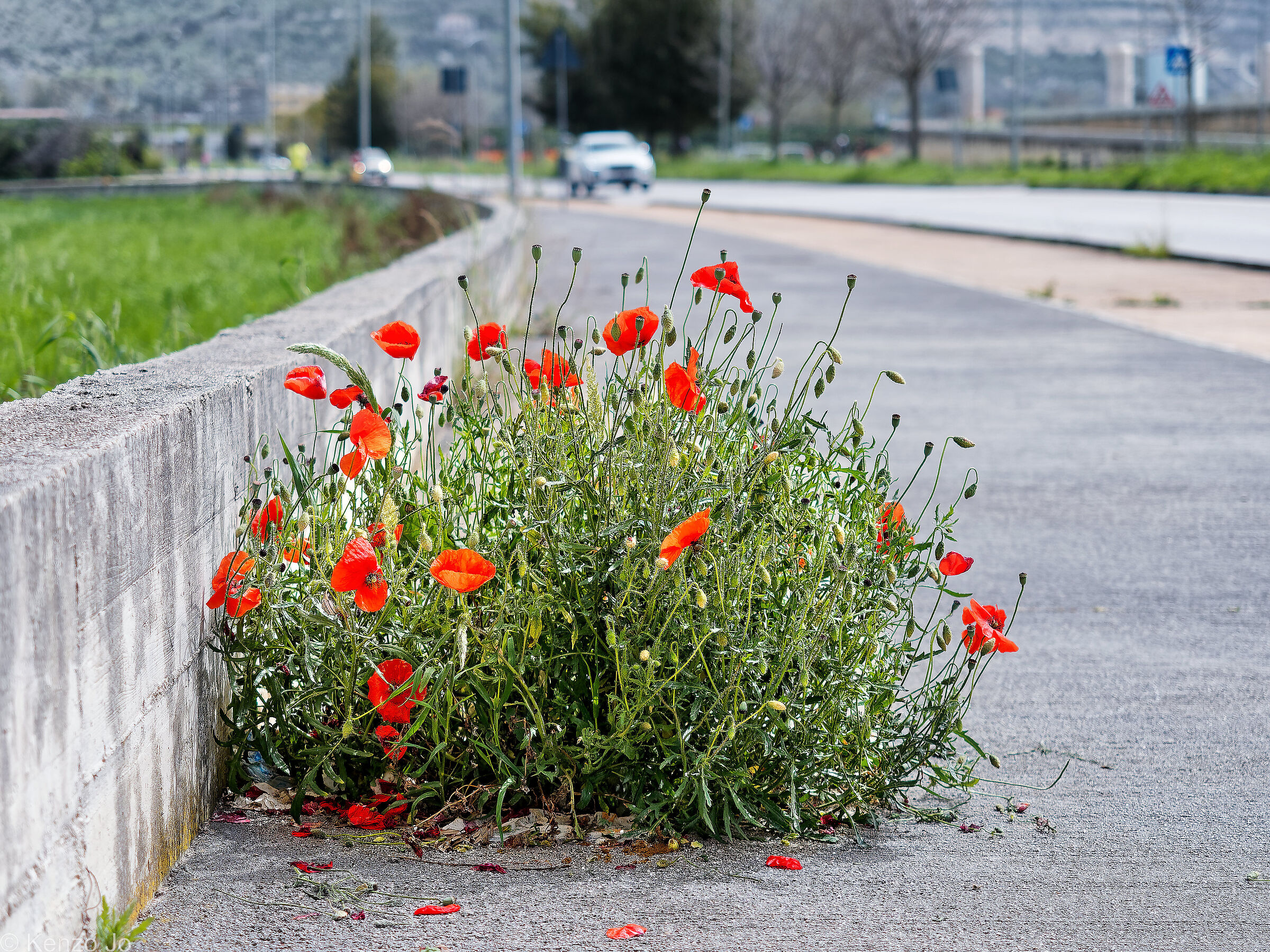 A strange field of poppies