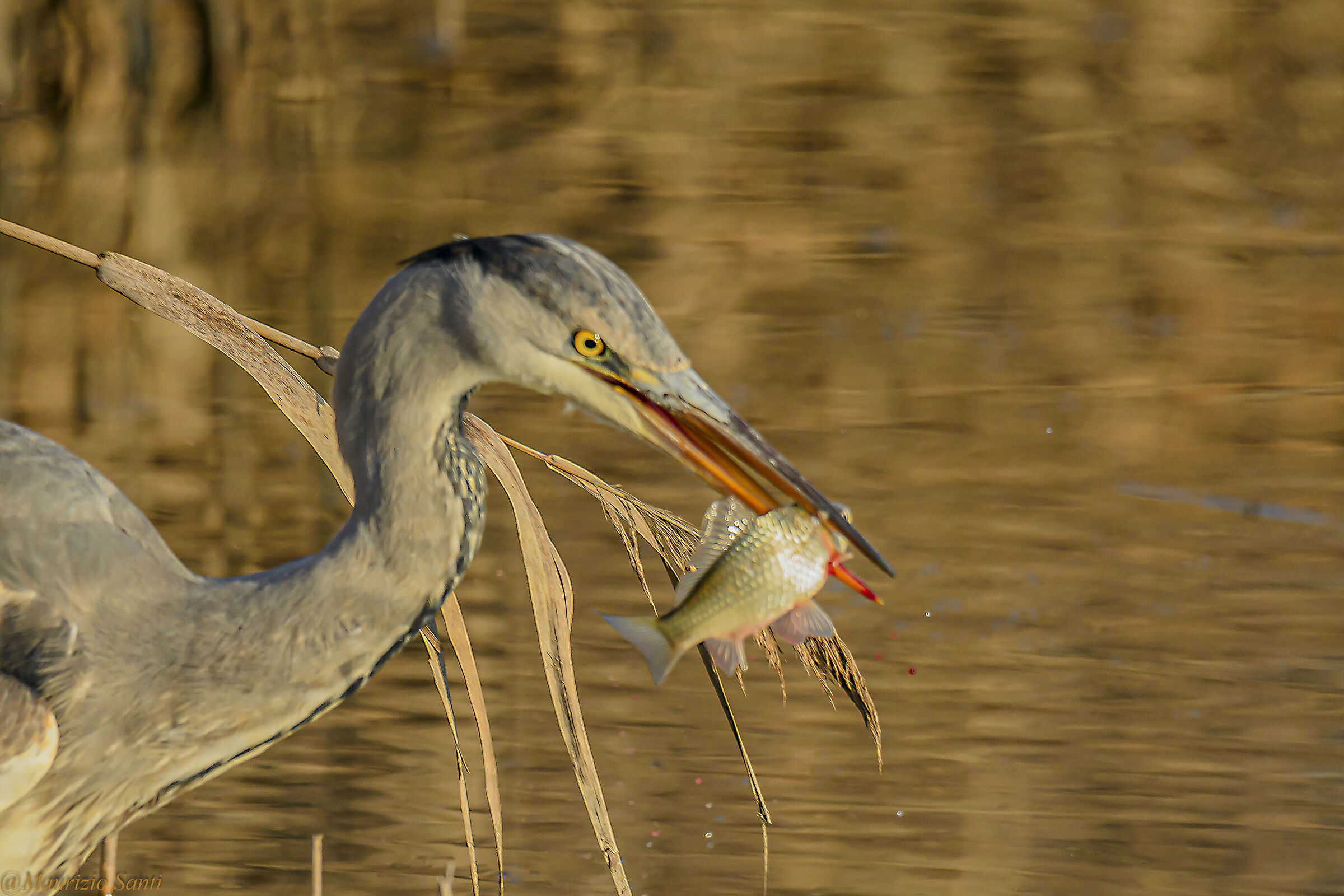 Airone in caccia (o pesca?)
