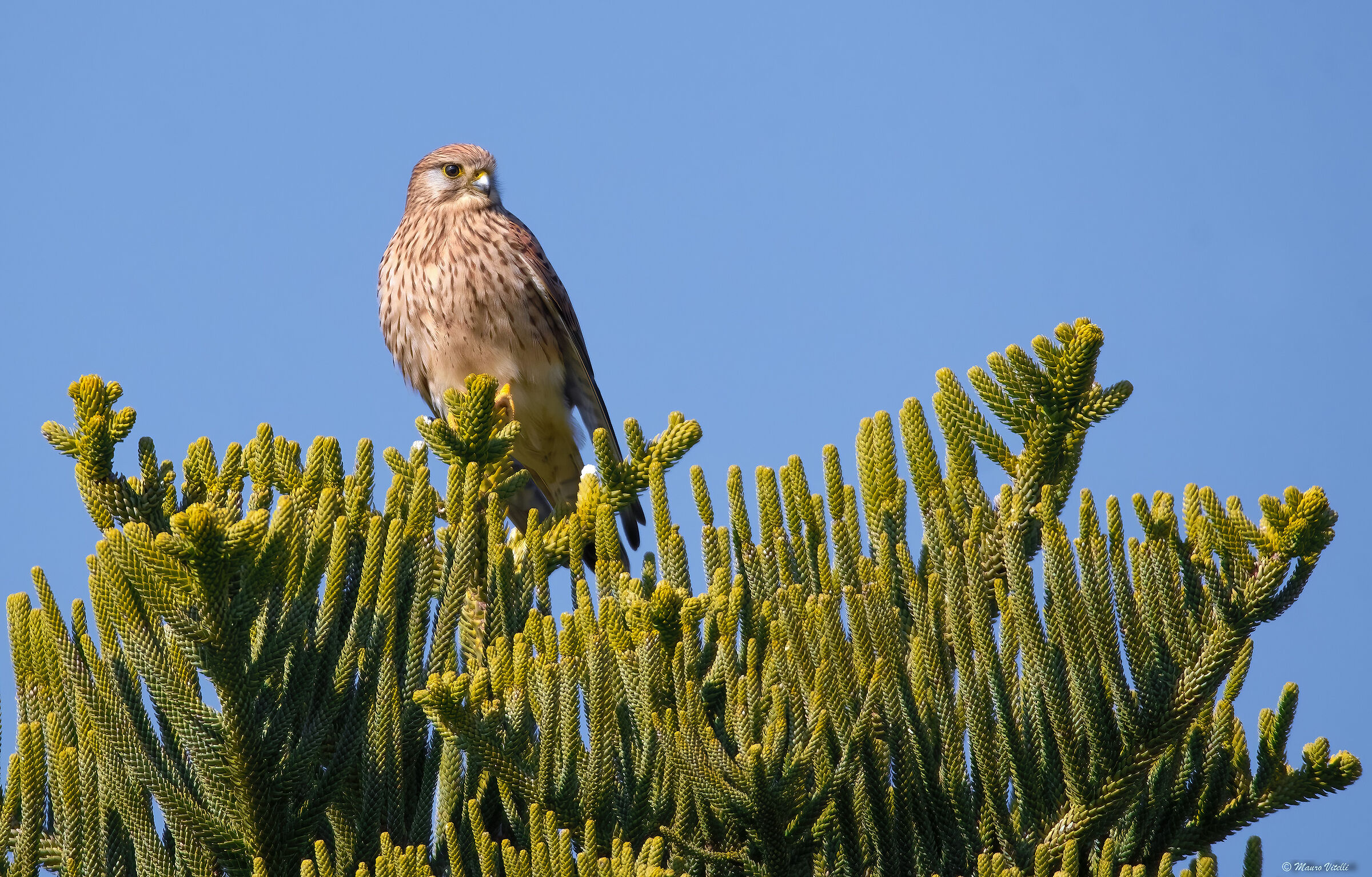 Kestrel (f)