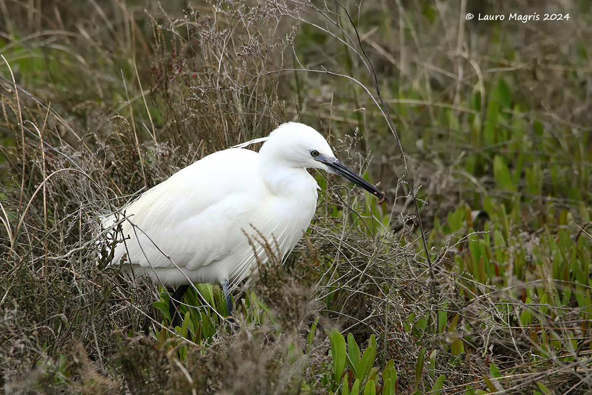Egretta garzetta