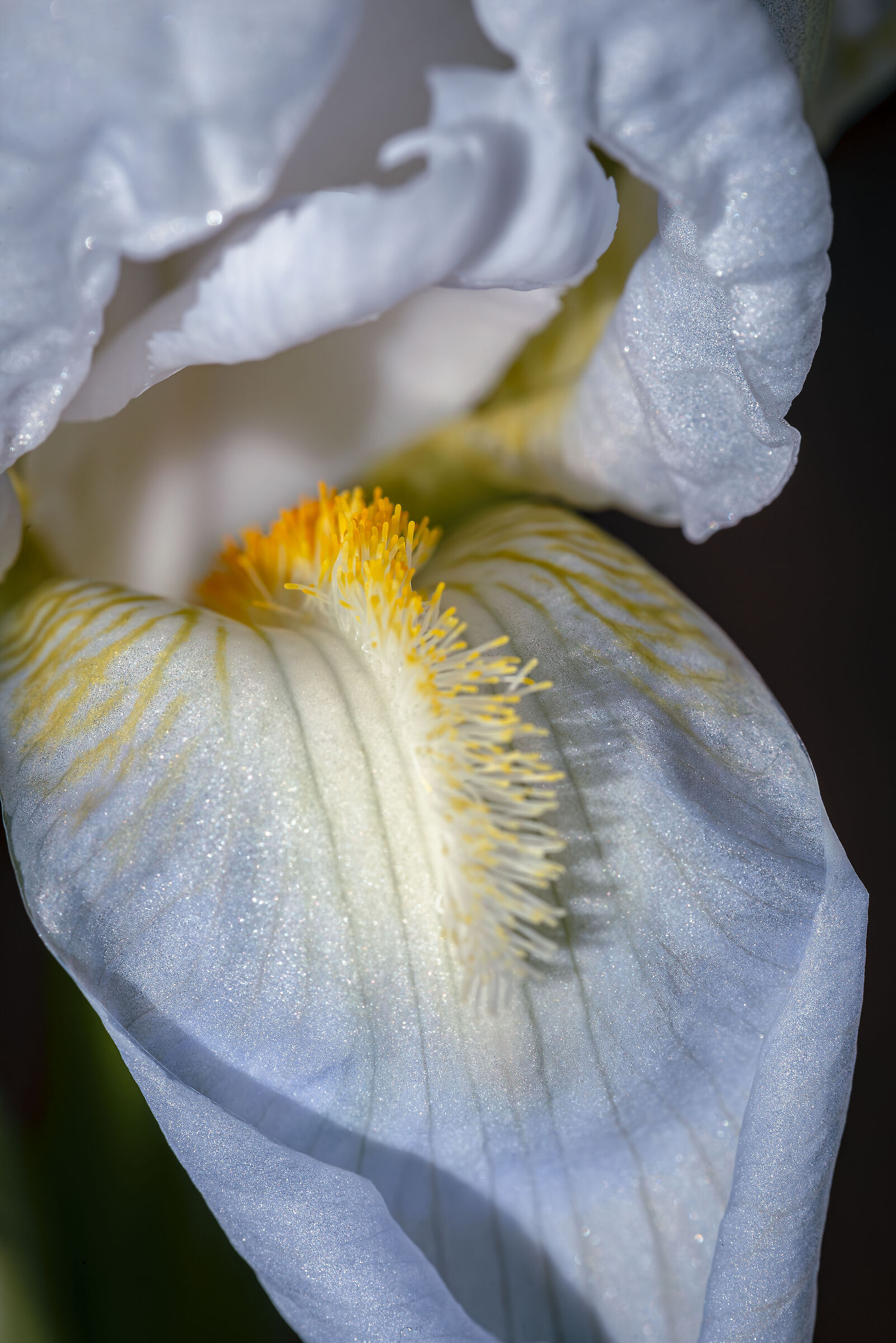 Iris "E' il momento di sbocciare"