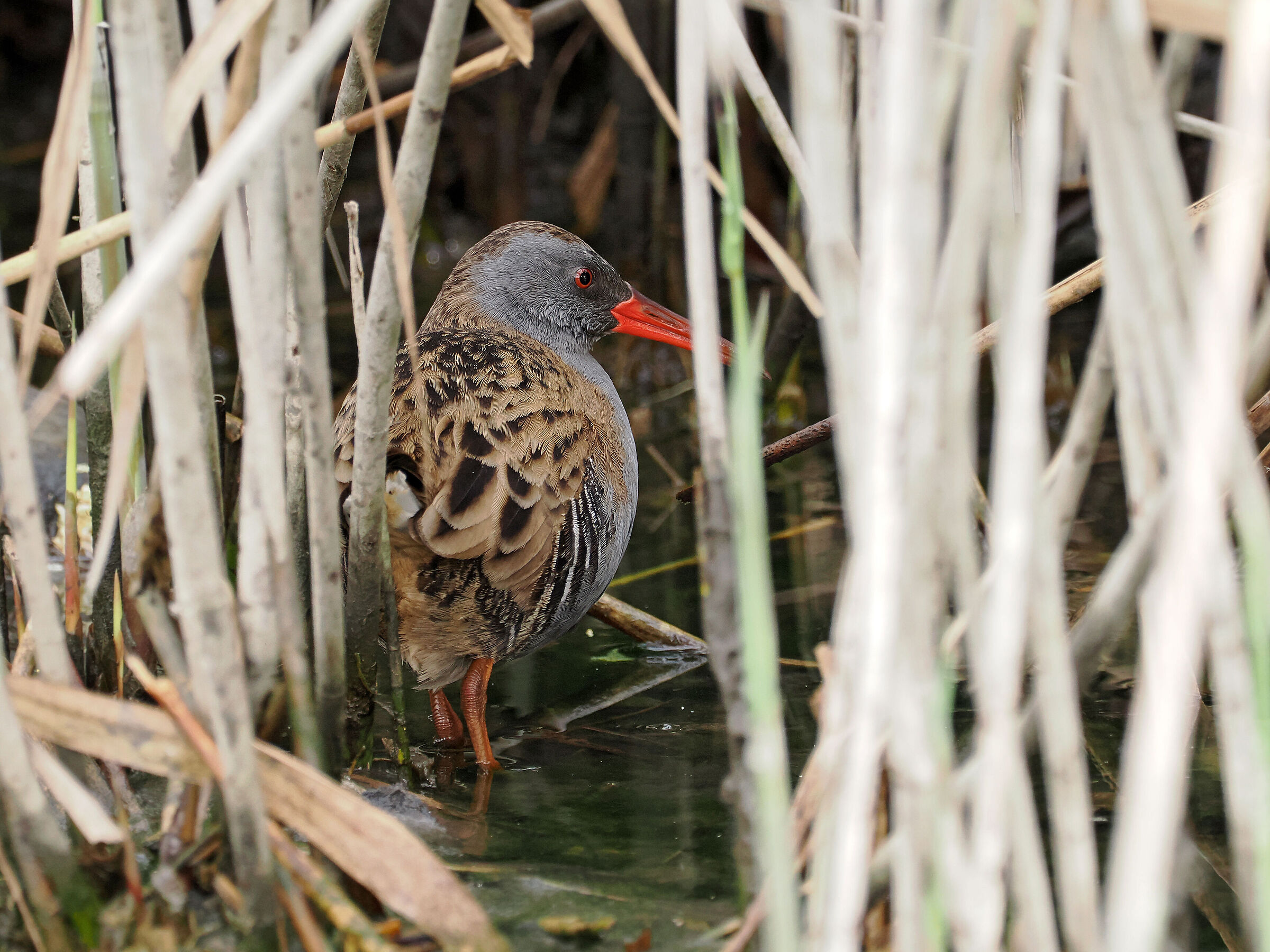 Sheltered by the reeds