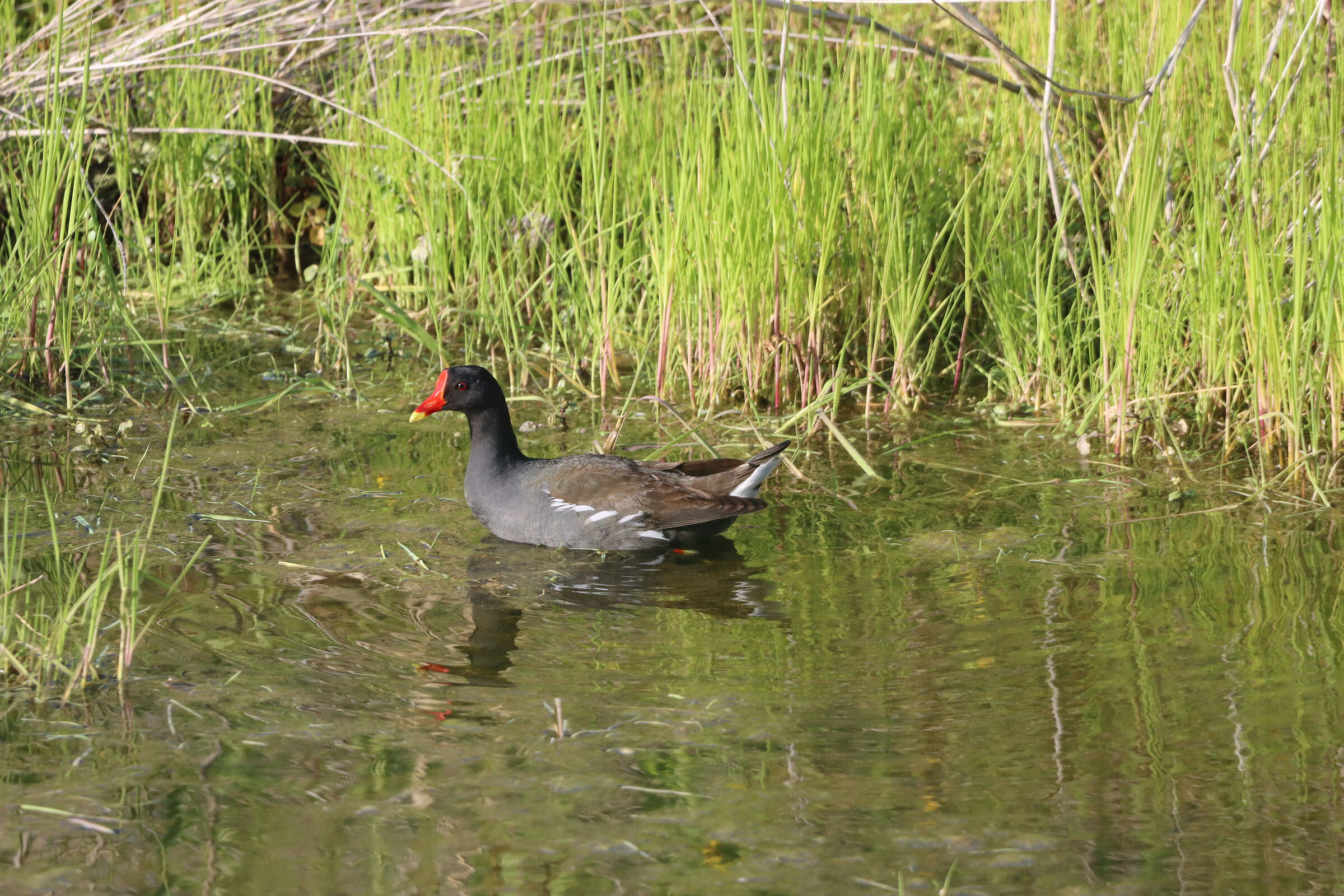 gallinalla d'acqua