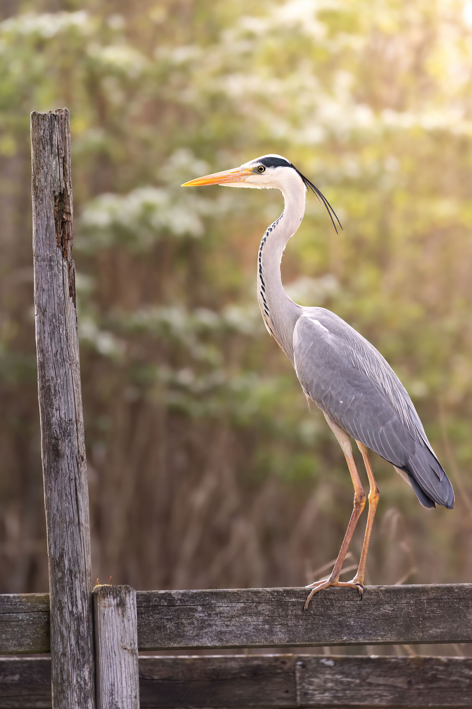 Heron against the light