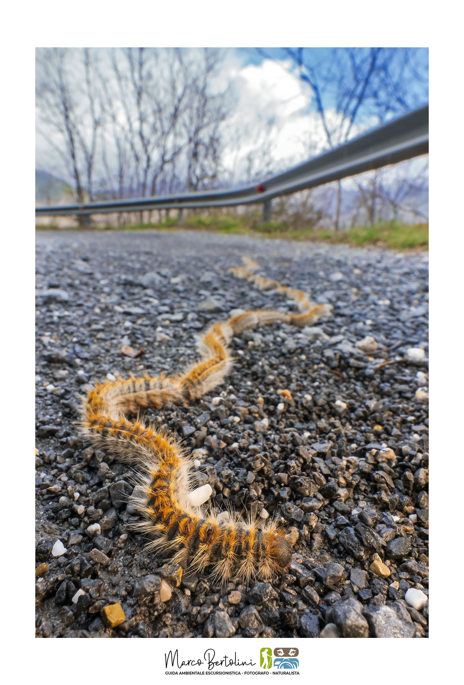 Di un'urticante bellezza