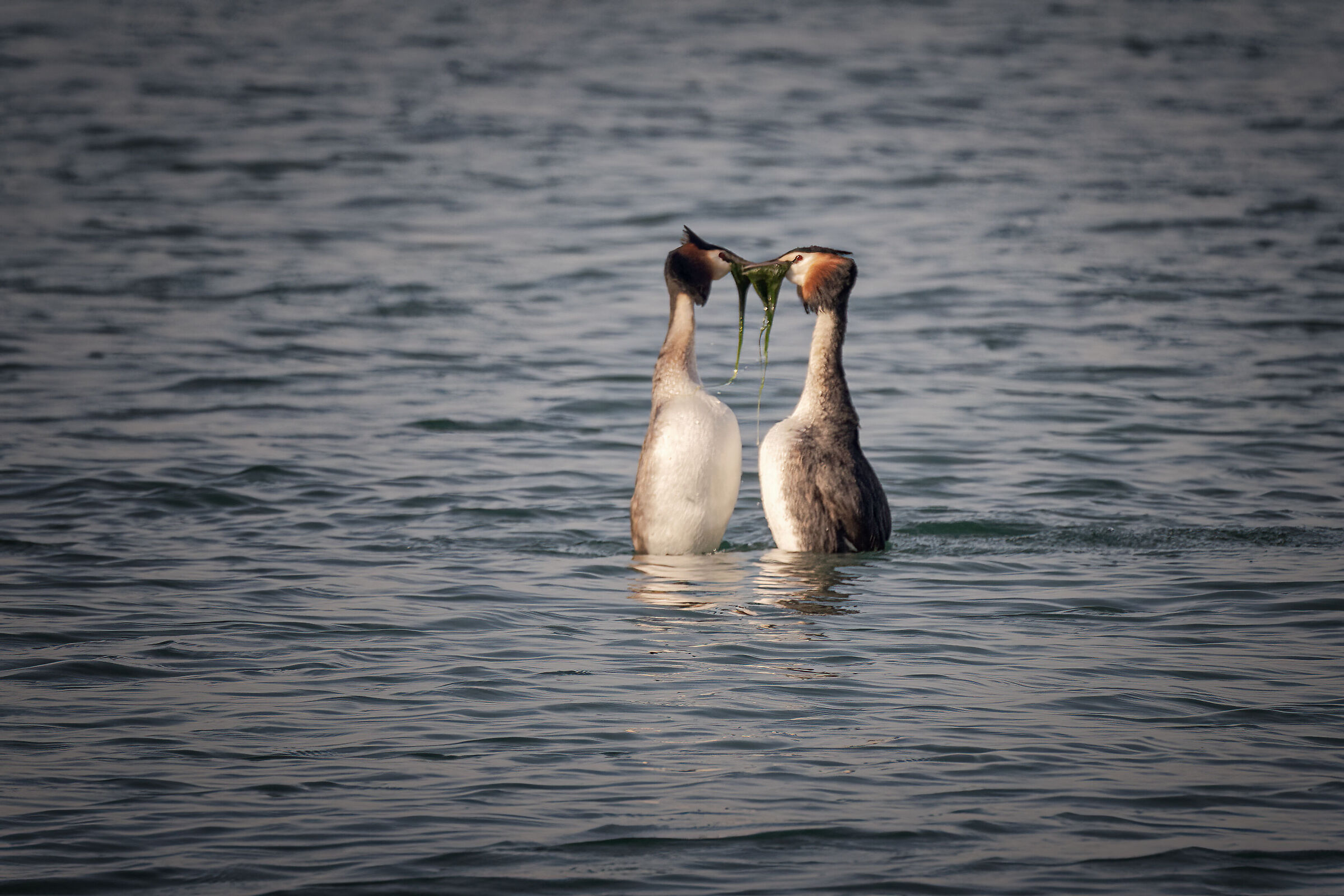 Grebe: Courtship