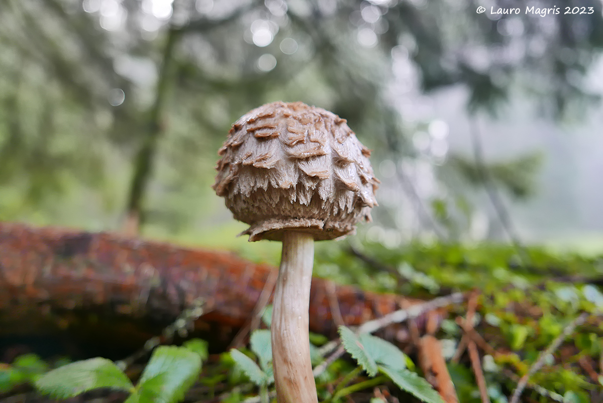 Macrolepiota procera