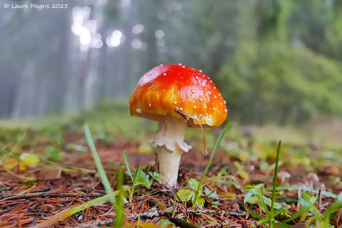 Amanita muscaria