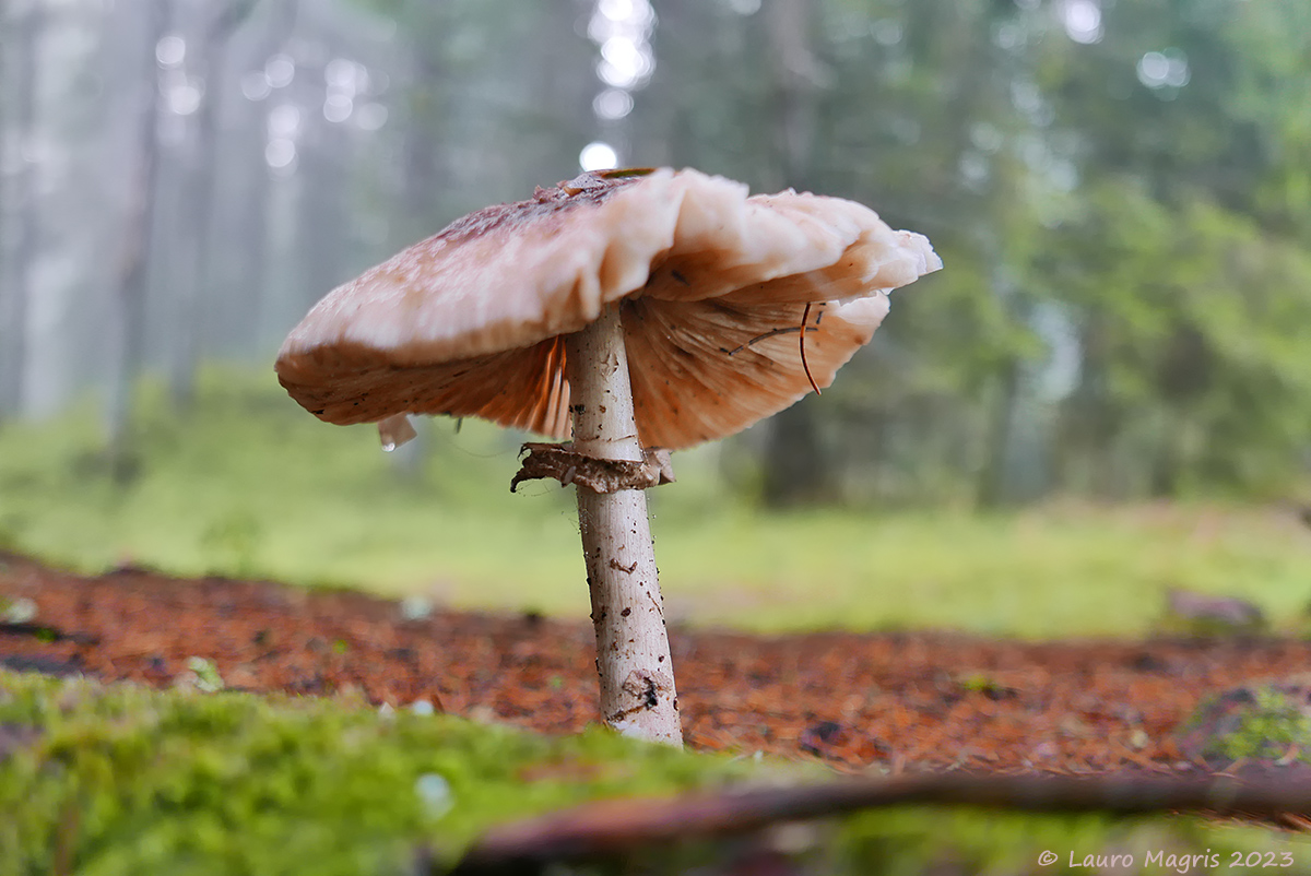 Parasol for leprechauns
