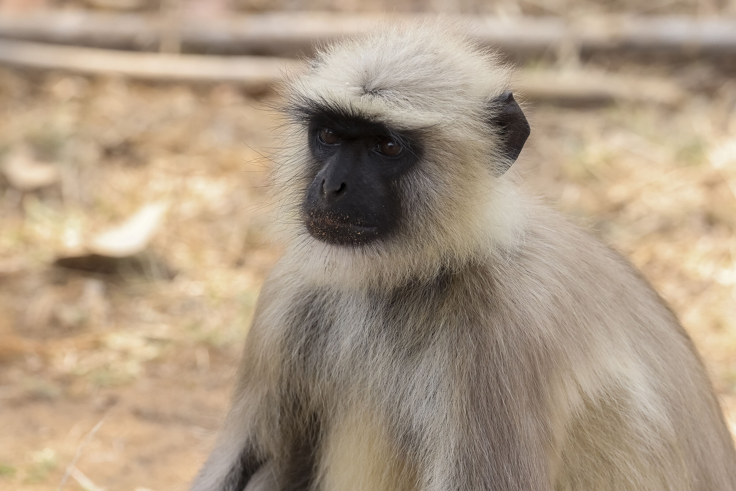 Langur Bhandhavgarh