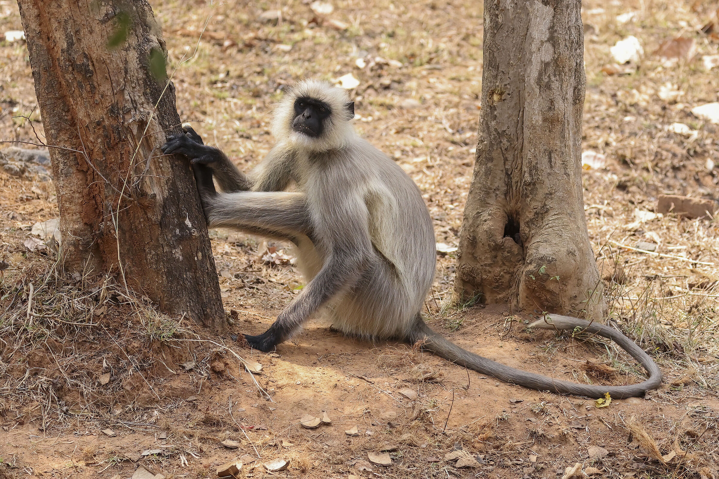 Langur bhandhavgarh