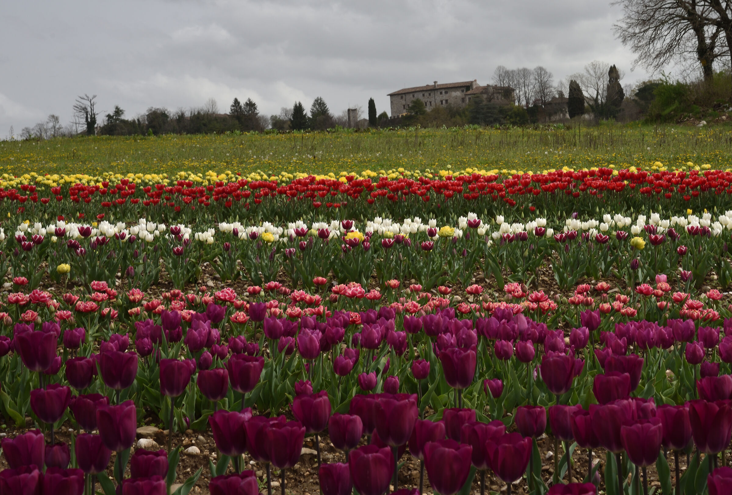 Un po' d'Olanda in Friuli