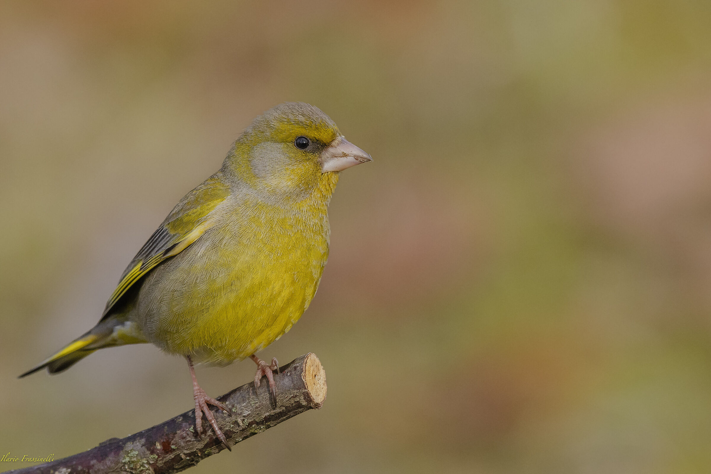 Greenfinch