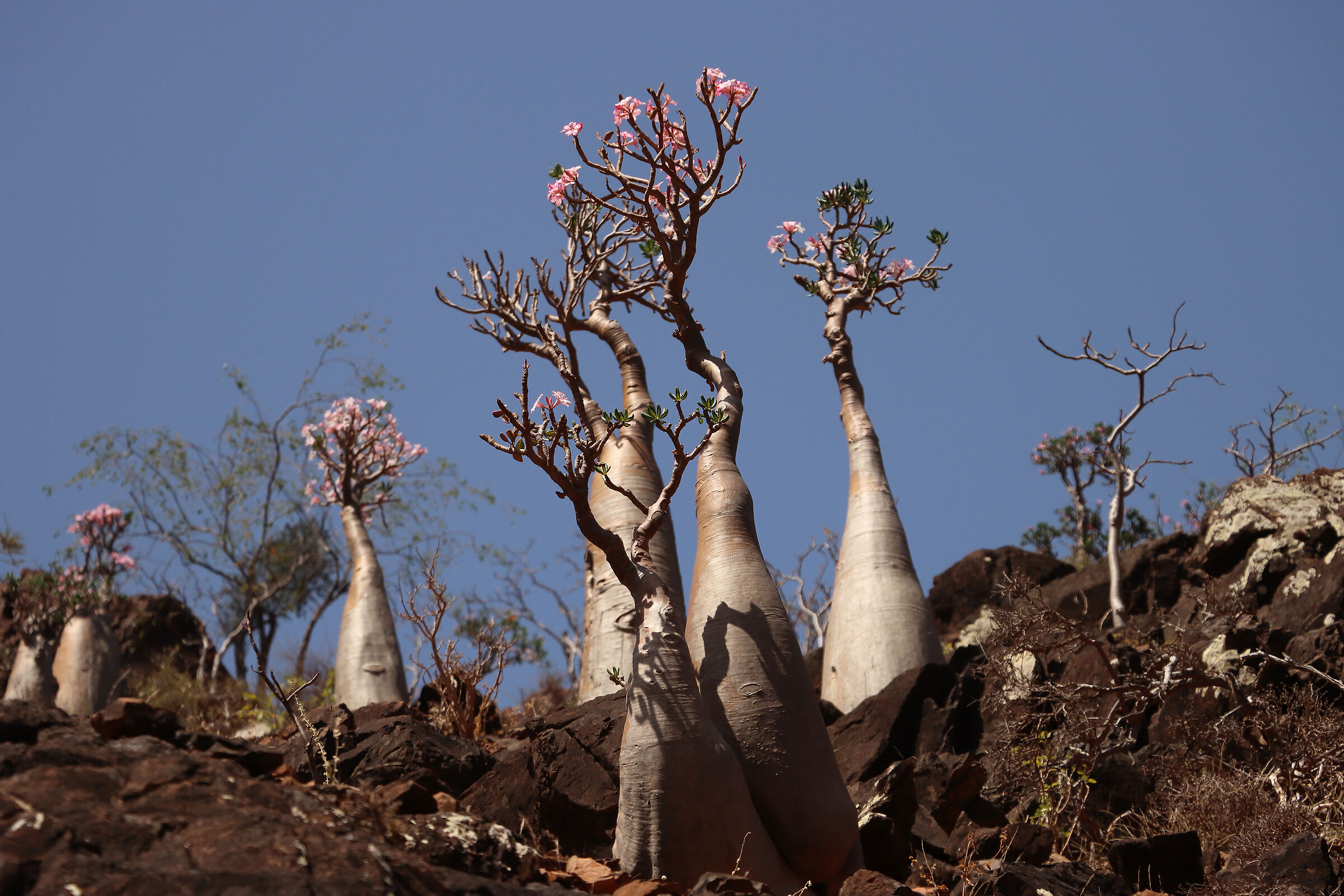 S O C O T R A - bottle tree in bloom