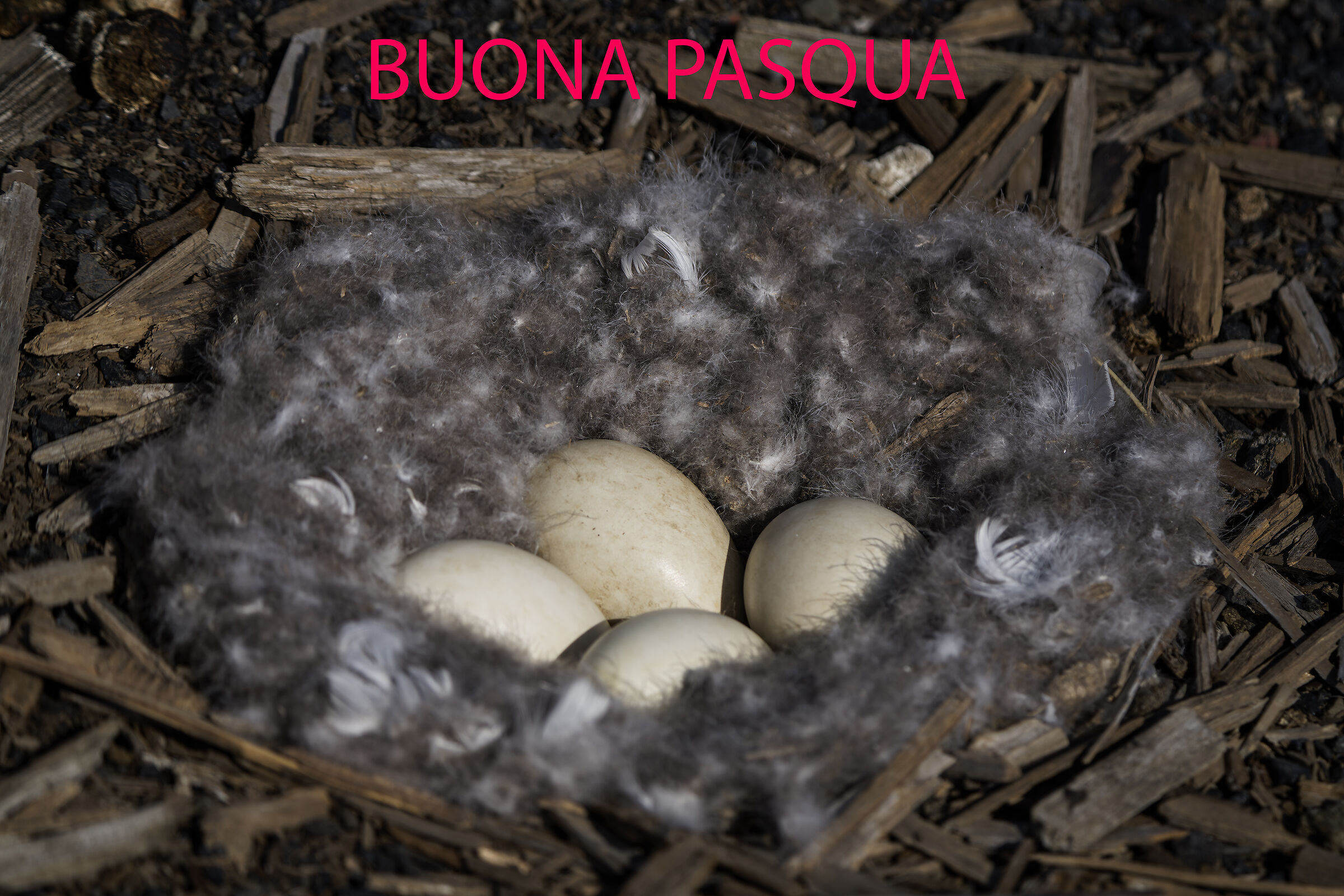 Buona Pasqua a tutti voi