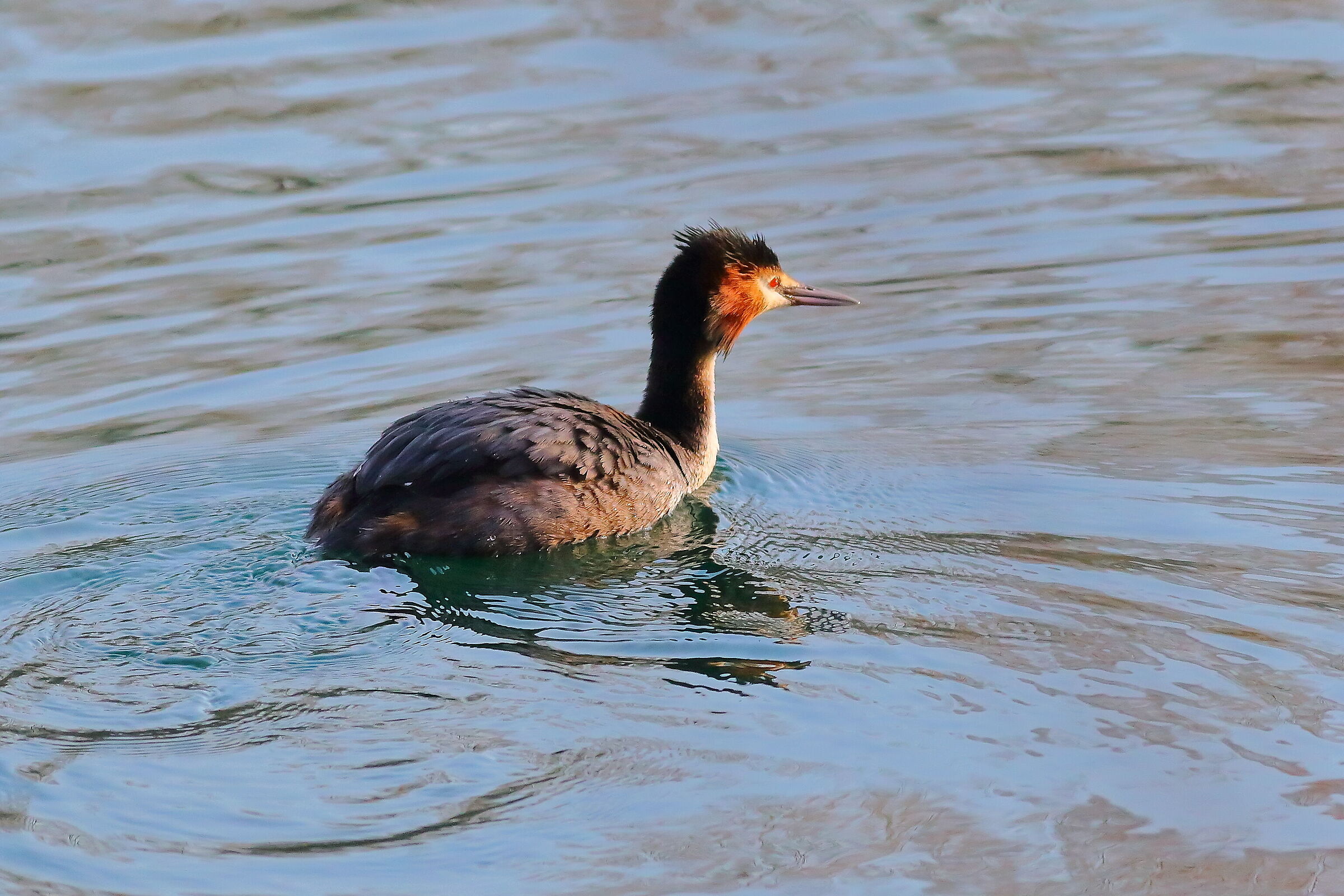 Grebe 23 January 2024 - 6284