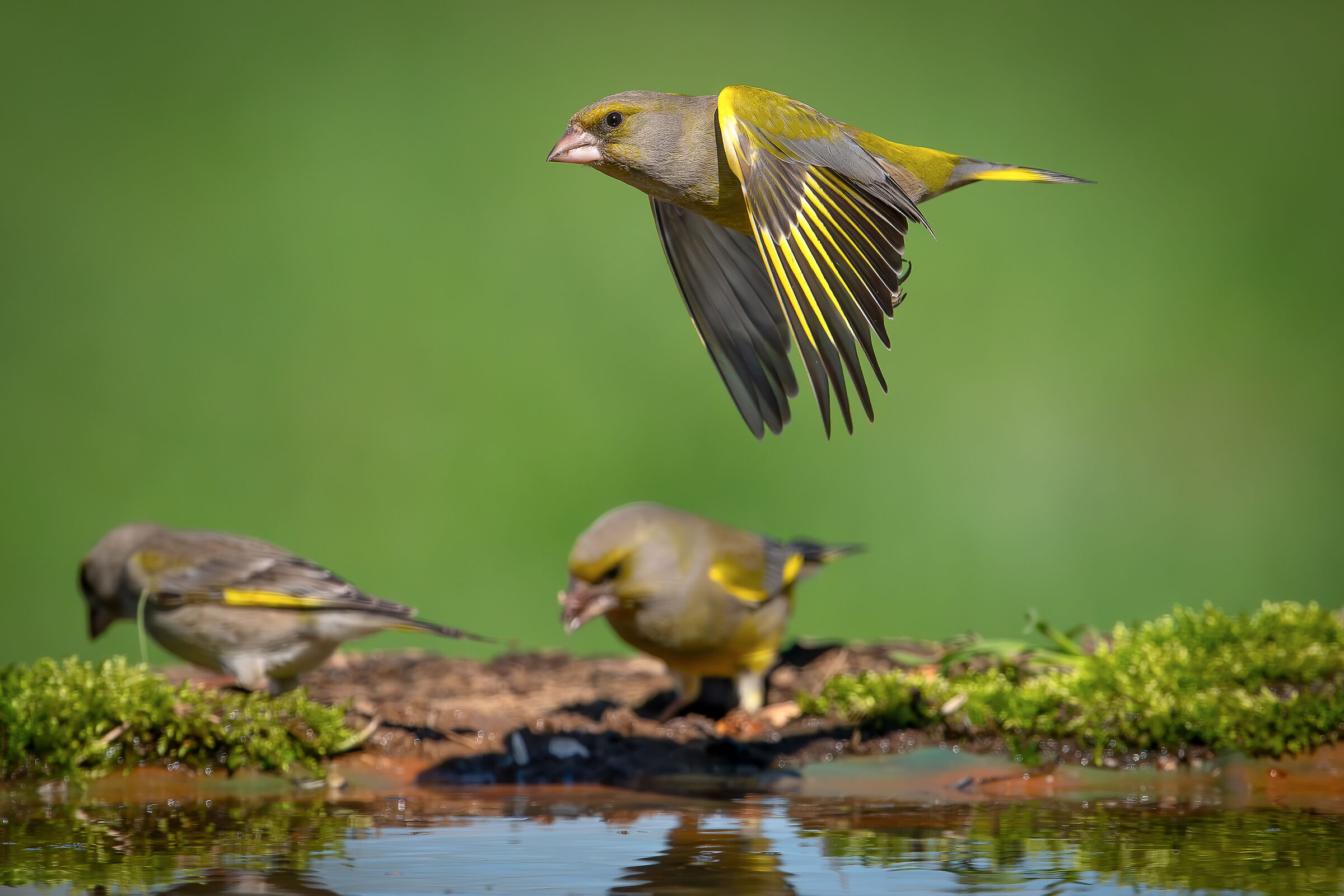 Greenfinch #capannocora