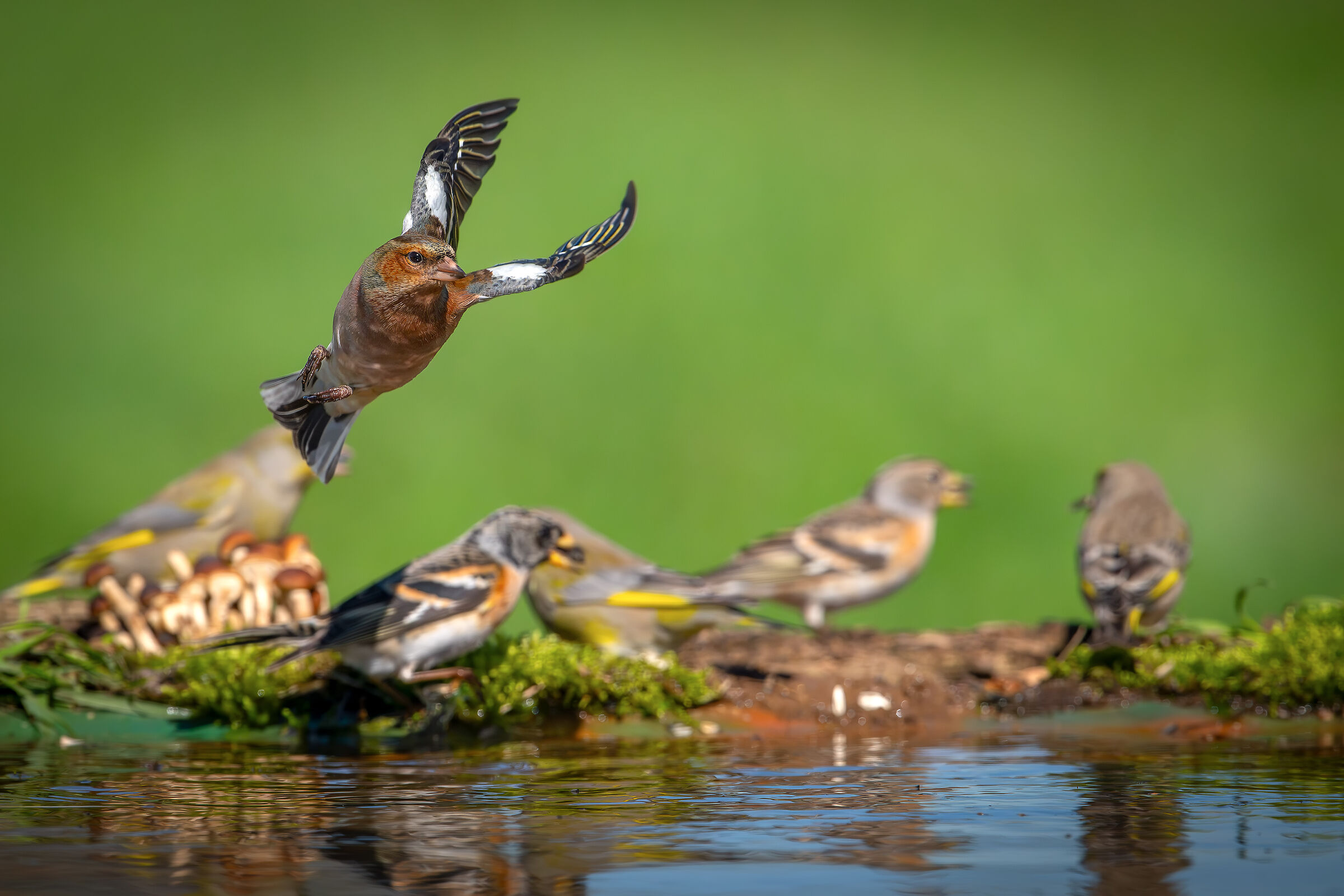 Peppola turning #capannocora
