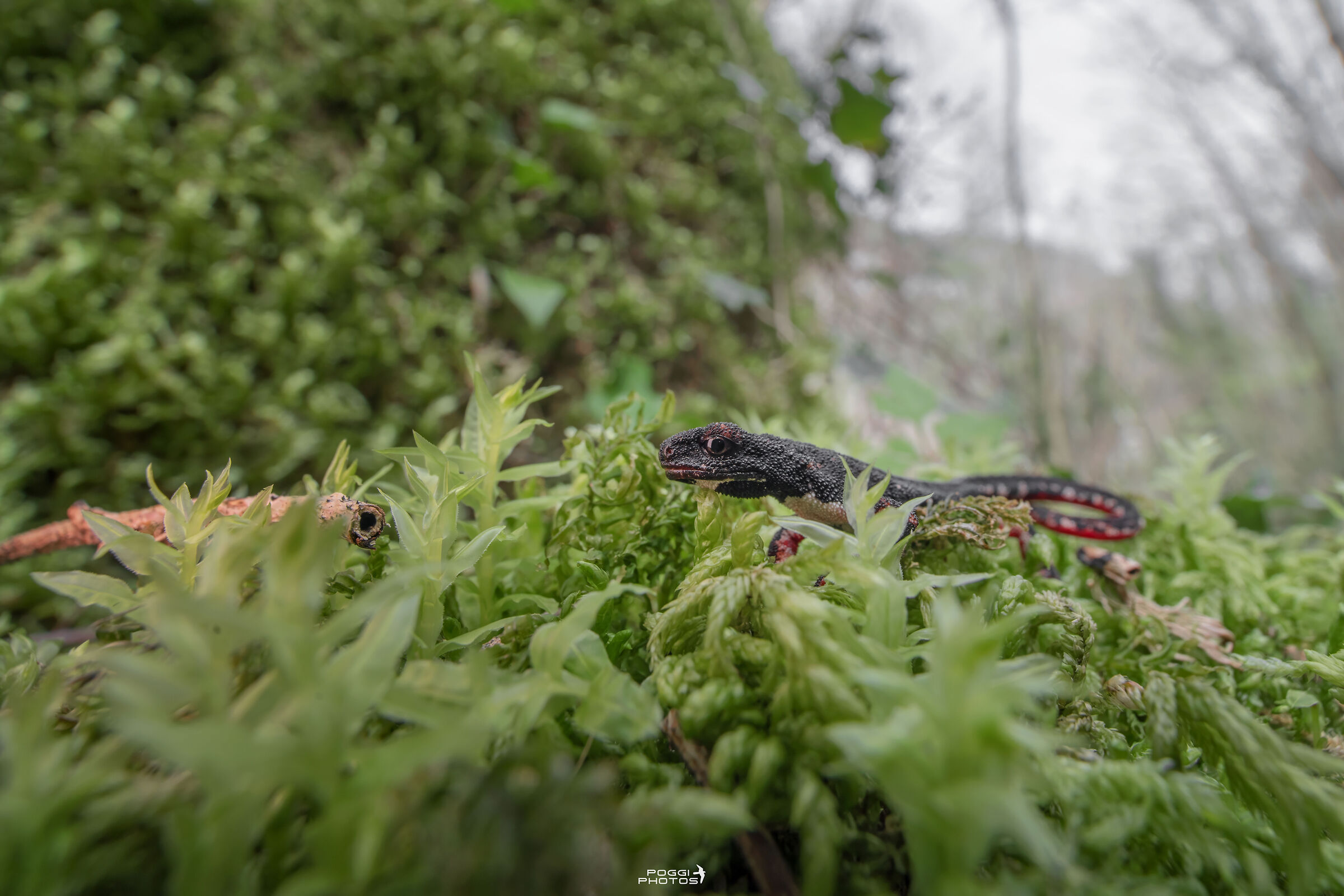 Northern Spectacled Salamander