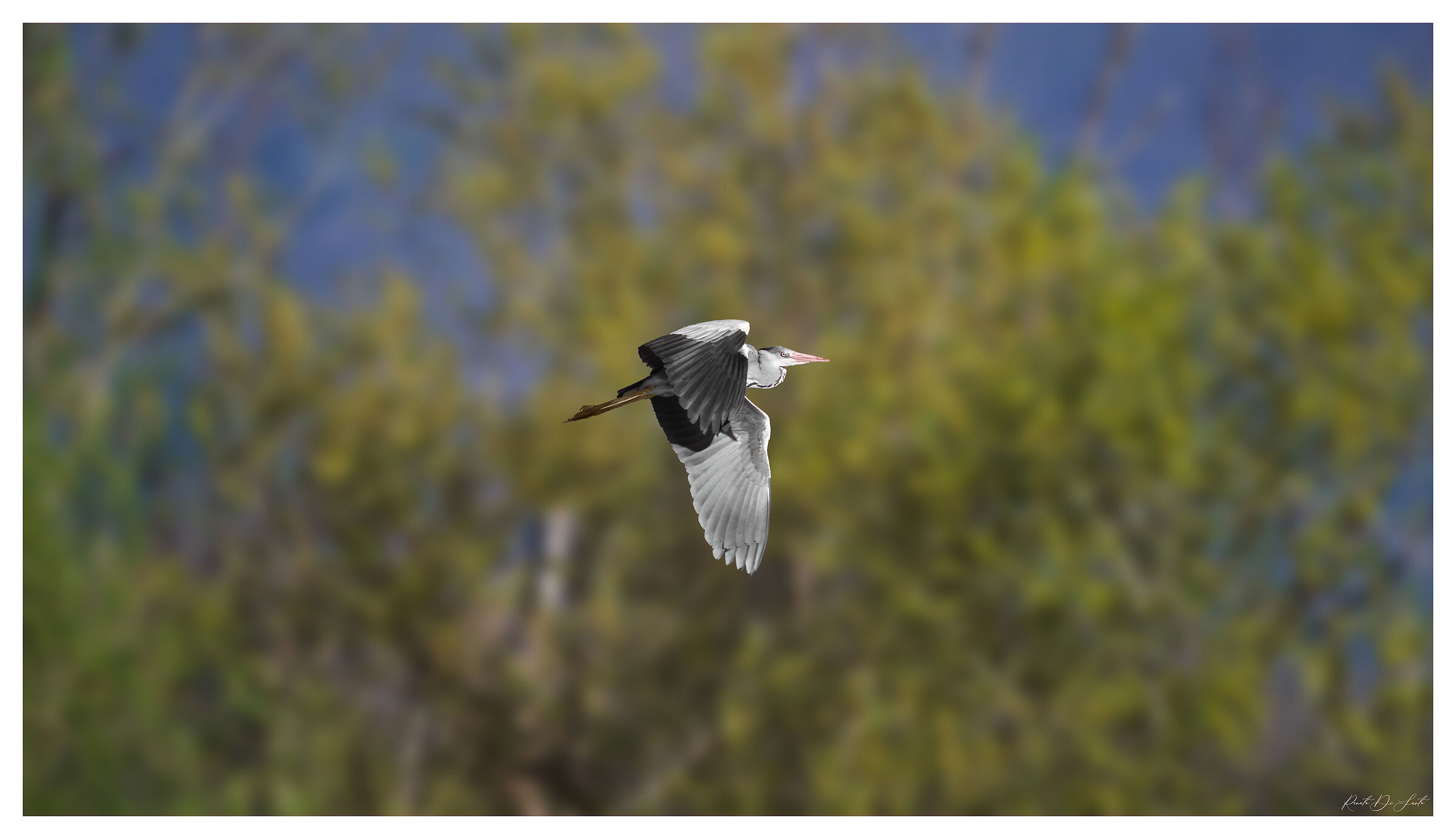 Grey heron
