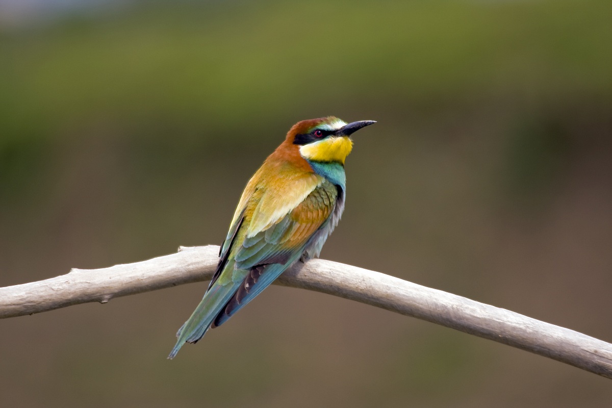 Gruccione (Isola della Cona)